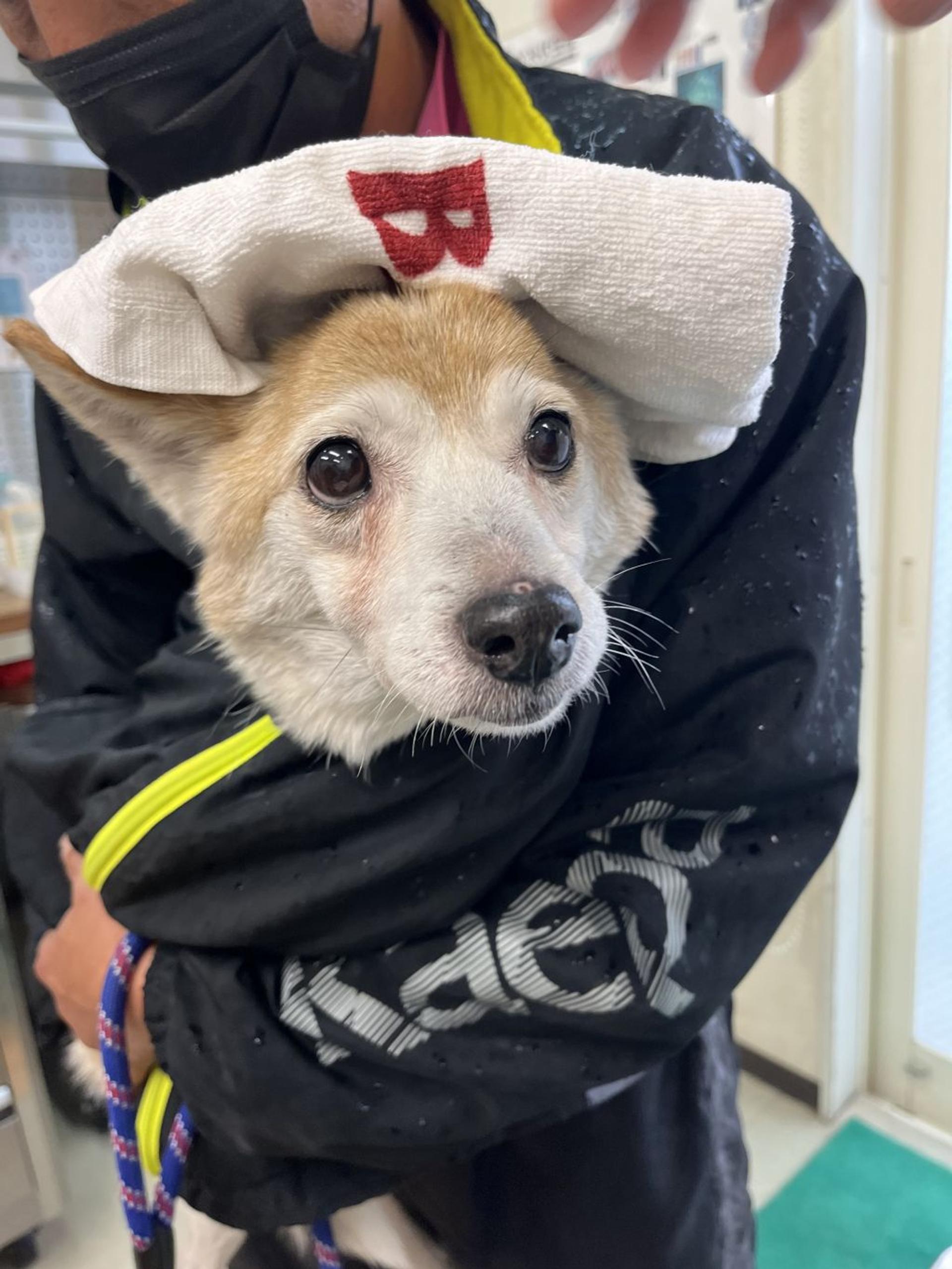 pet-image-3