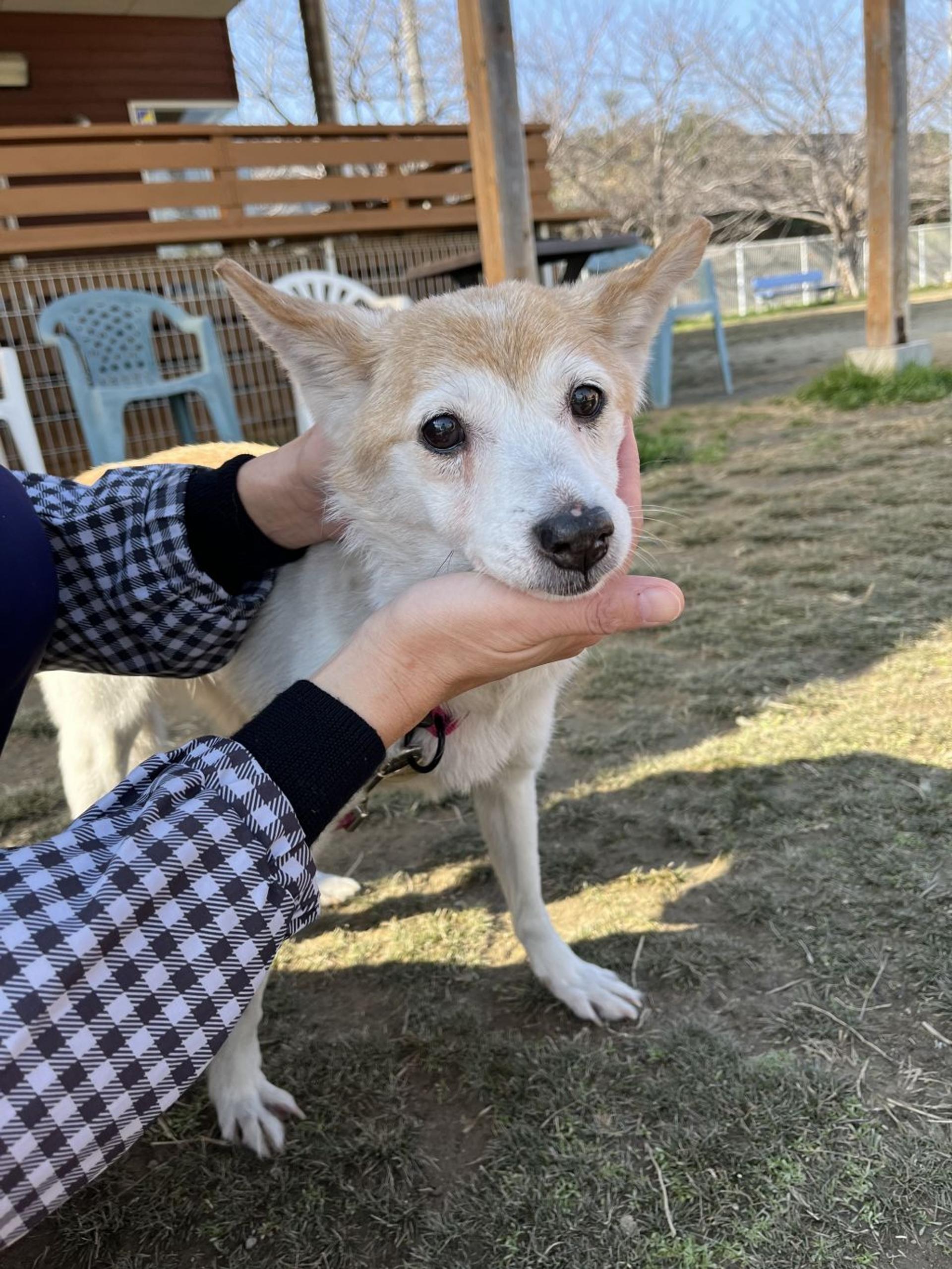 pet-image-4