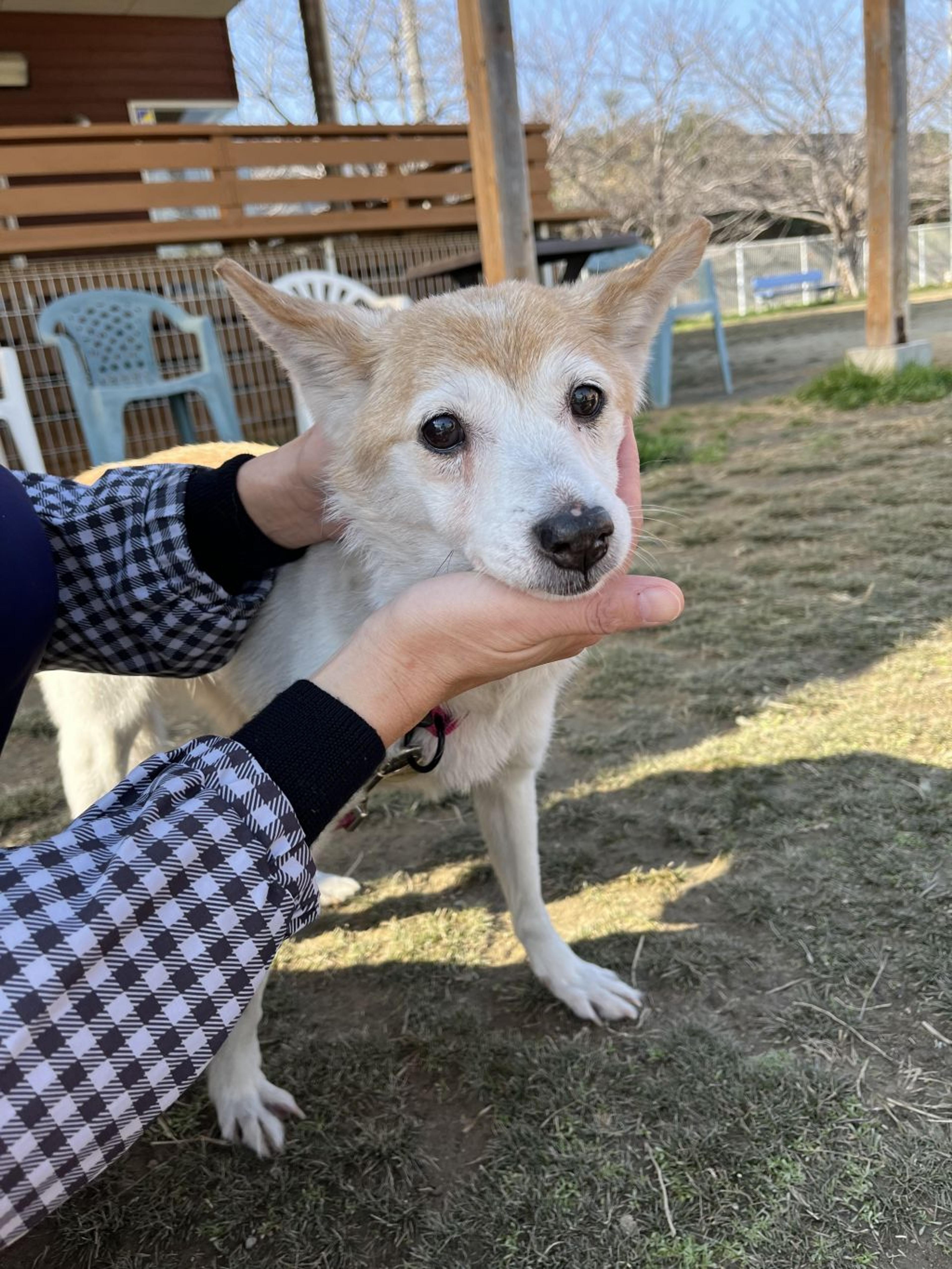 pet-image-4