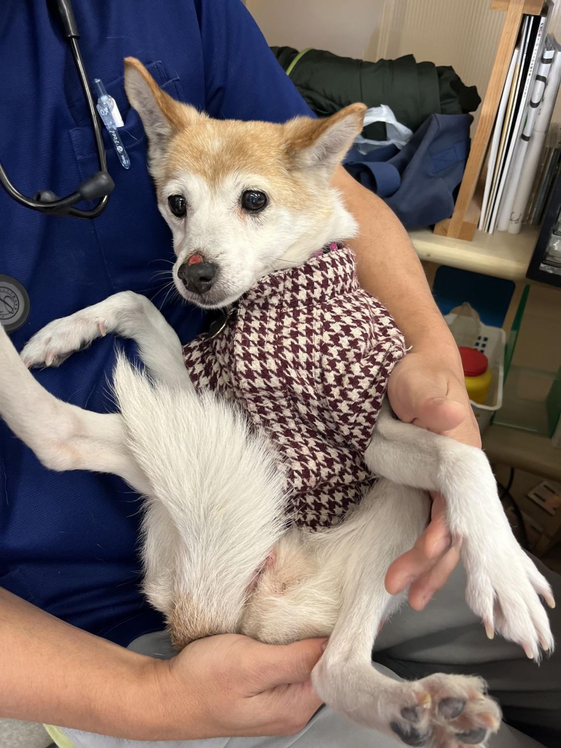 pet-image-5