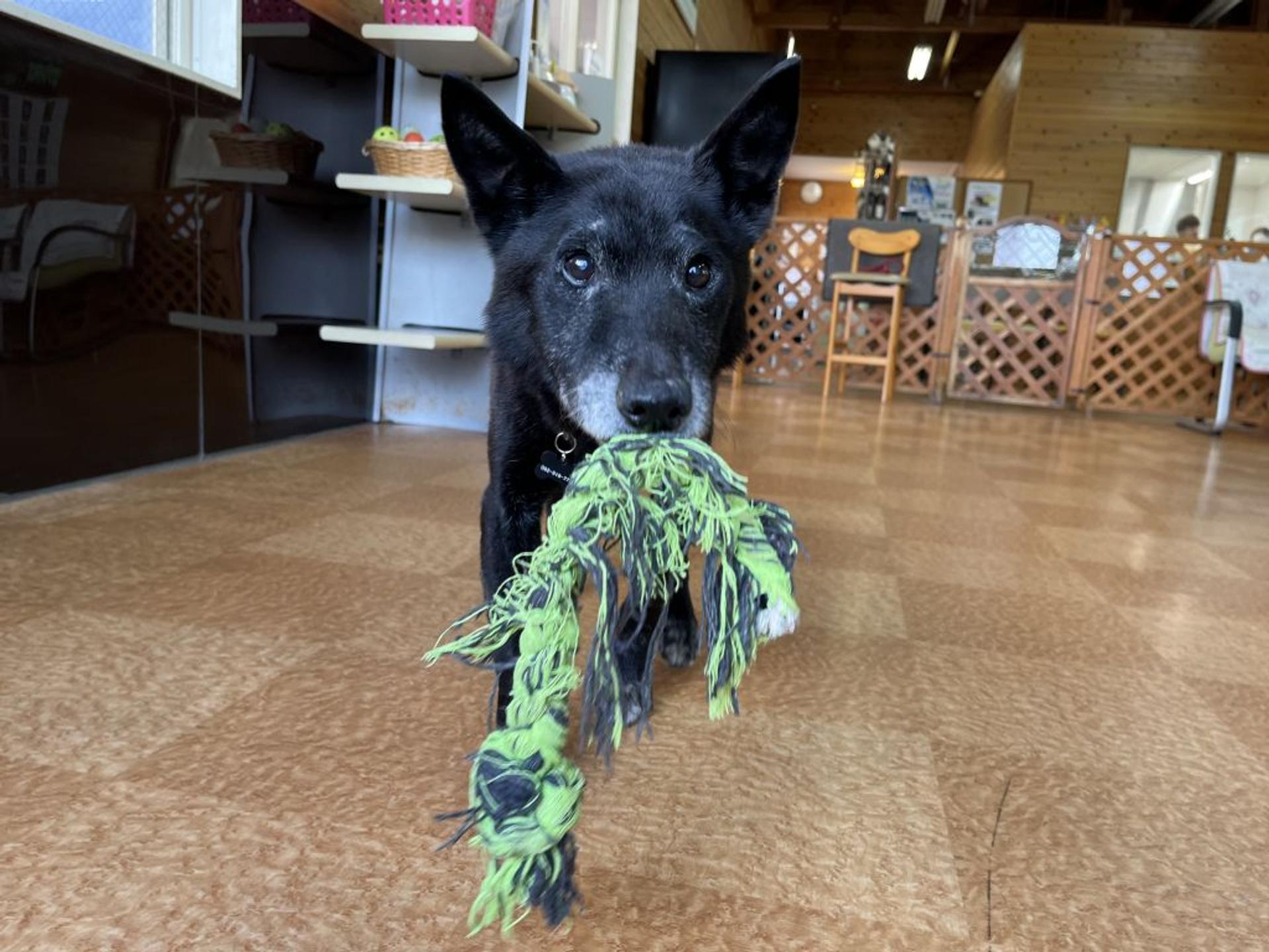 pet-image-5