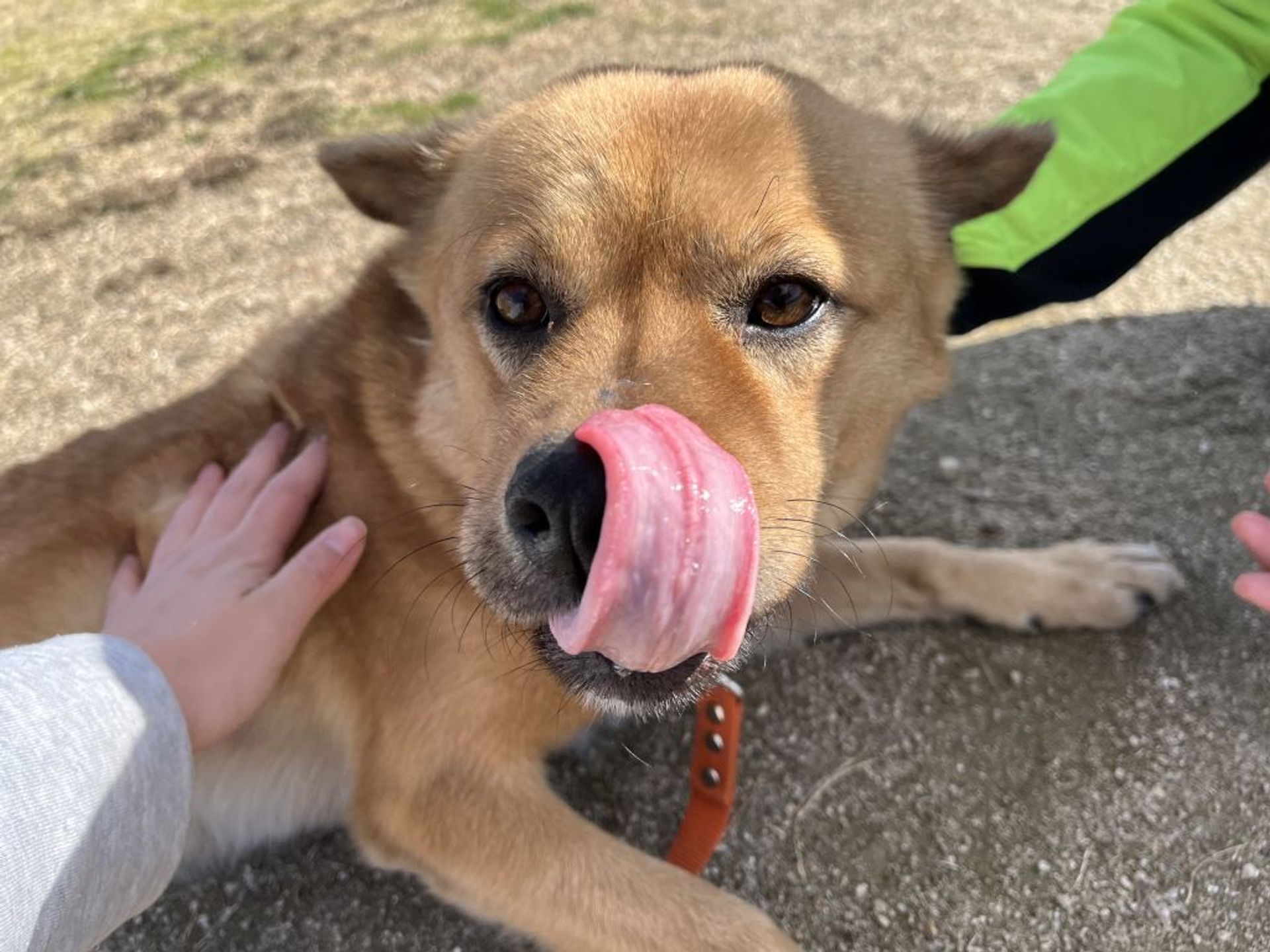 雑種（ミックス犬）・オスの里親募集の写真
