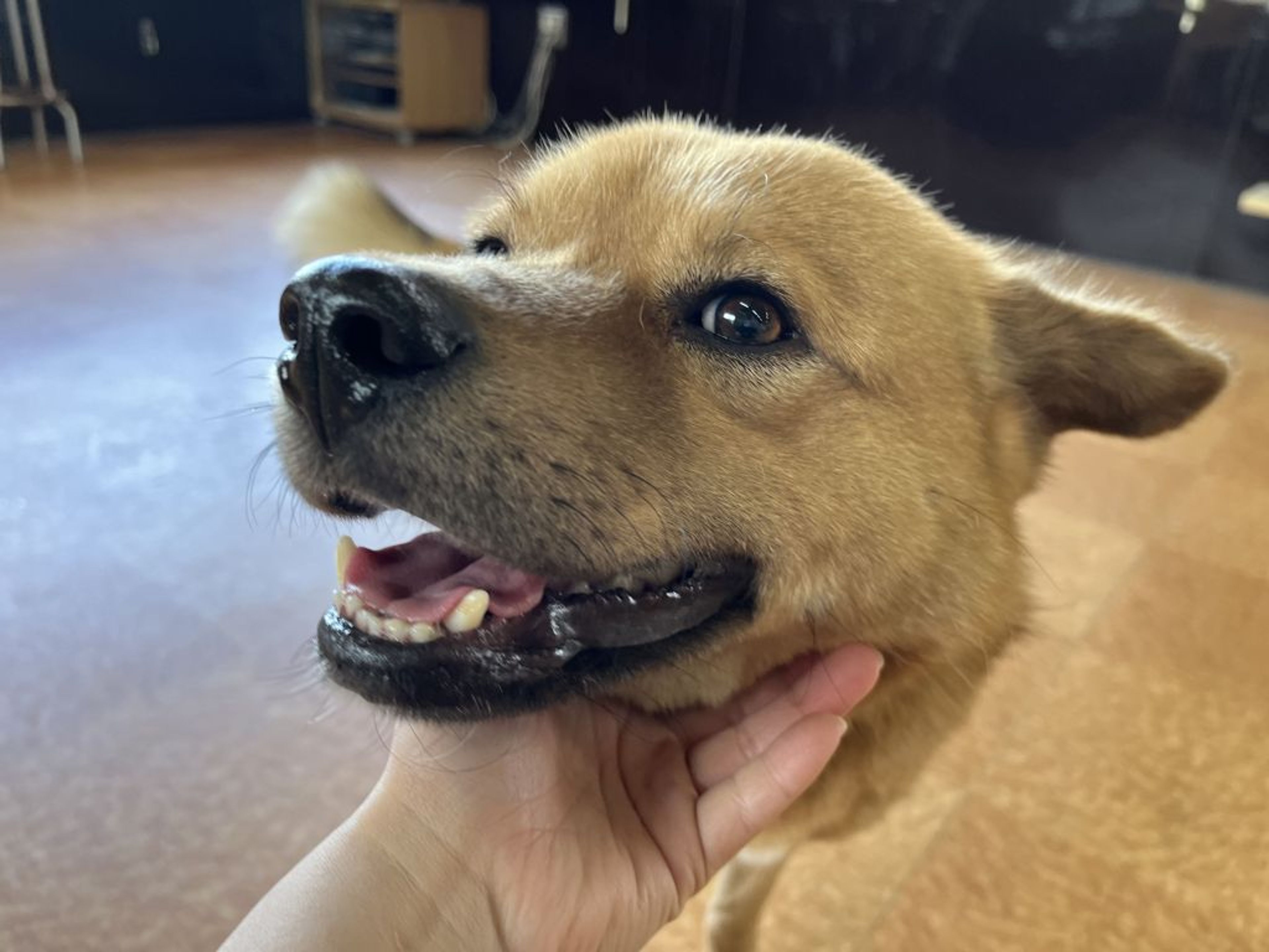 pet-image-6