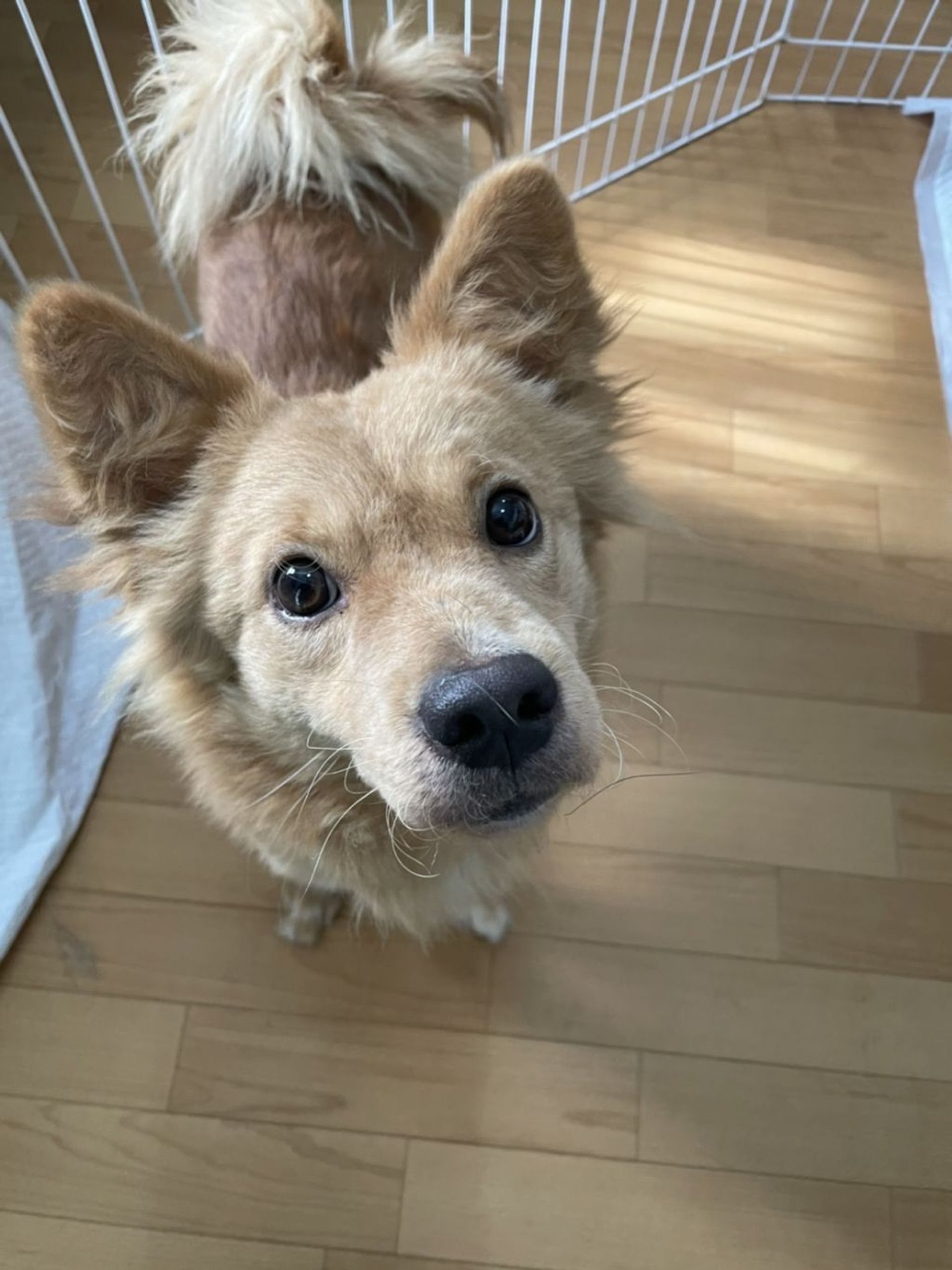 雑種（ミックス犬）・オスの里親募集の写真