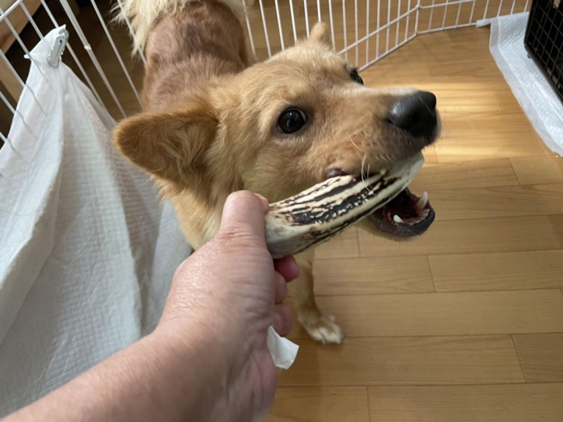 pet-image-3