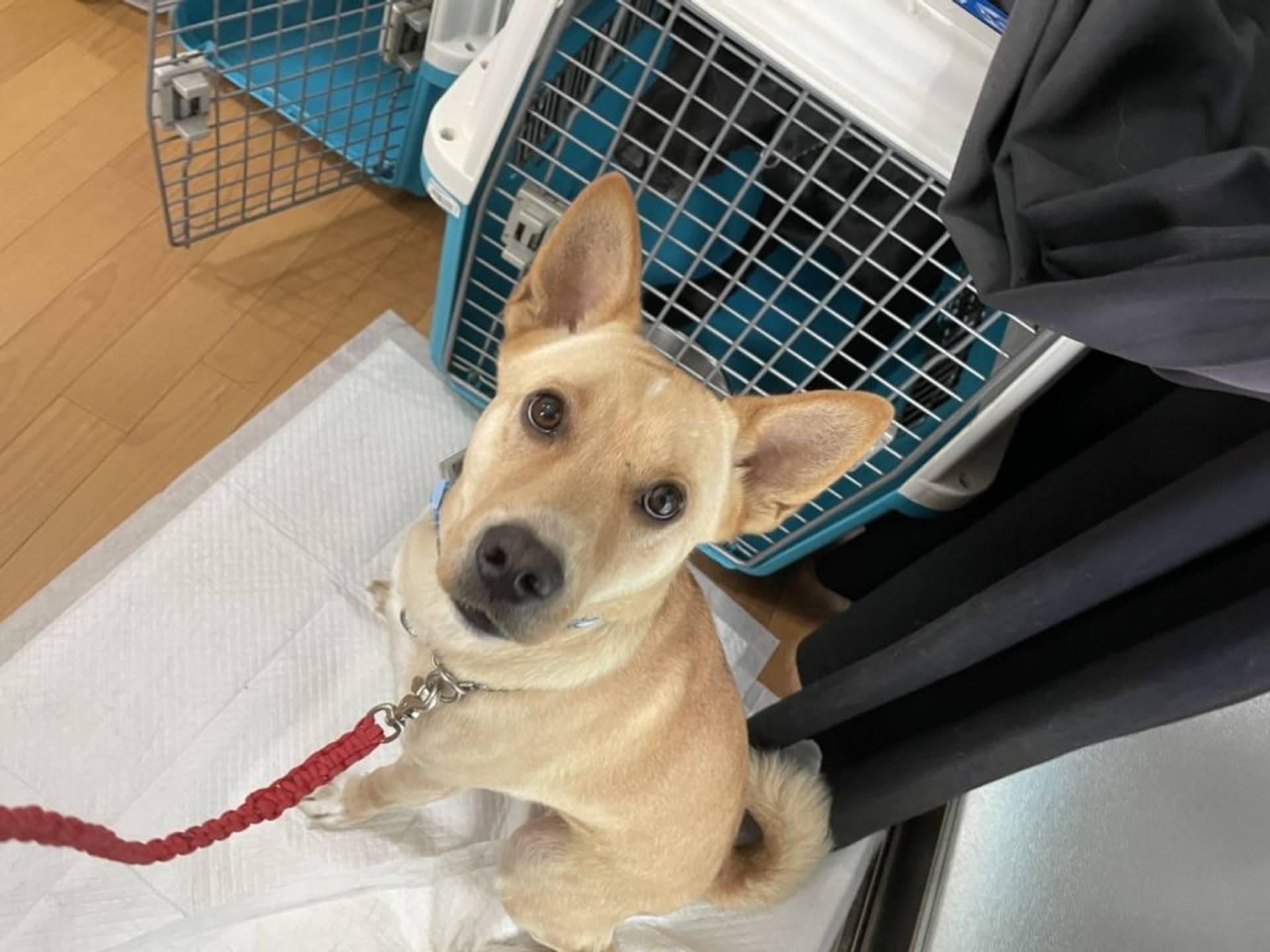 雑種（ミックス犬）・オスの里親募集の写真