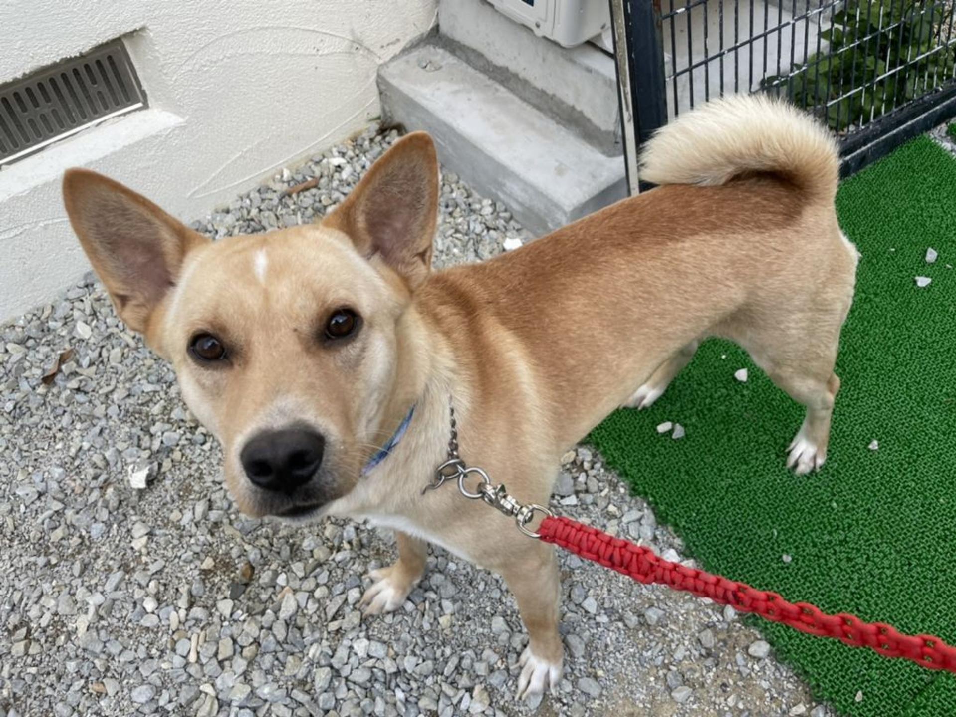 pet-image-2