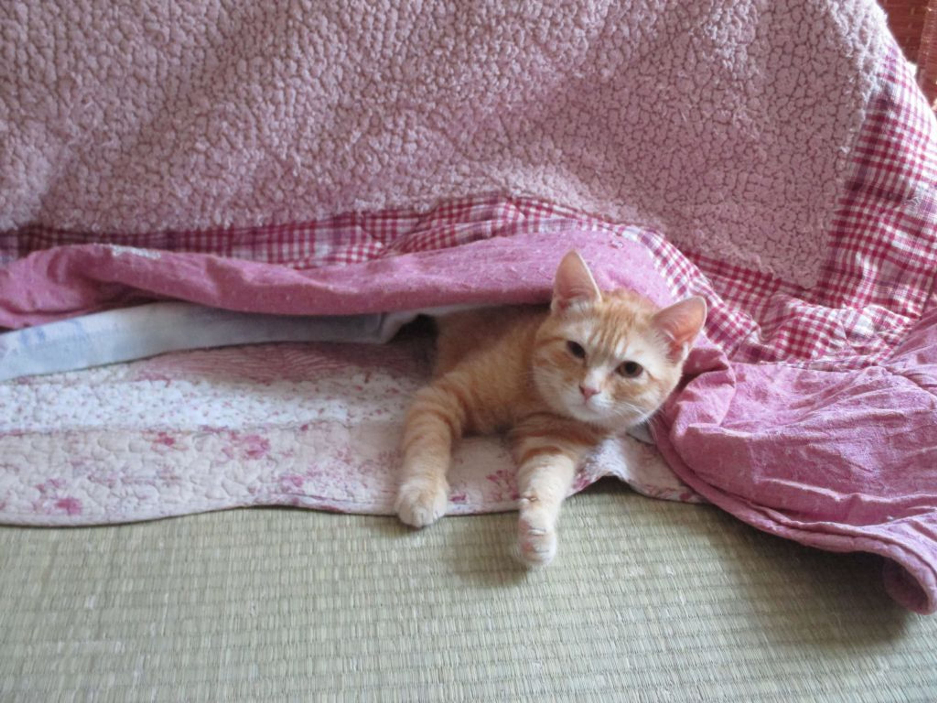 pet-image-2