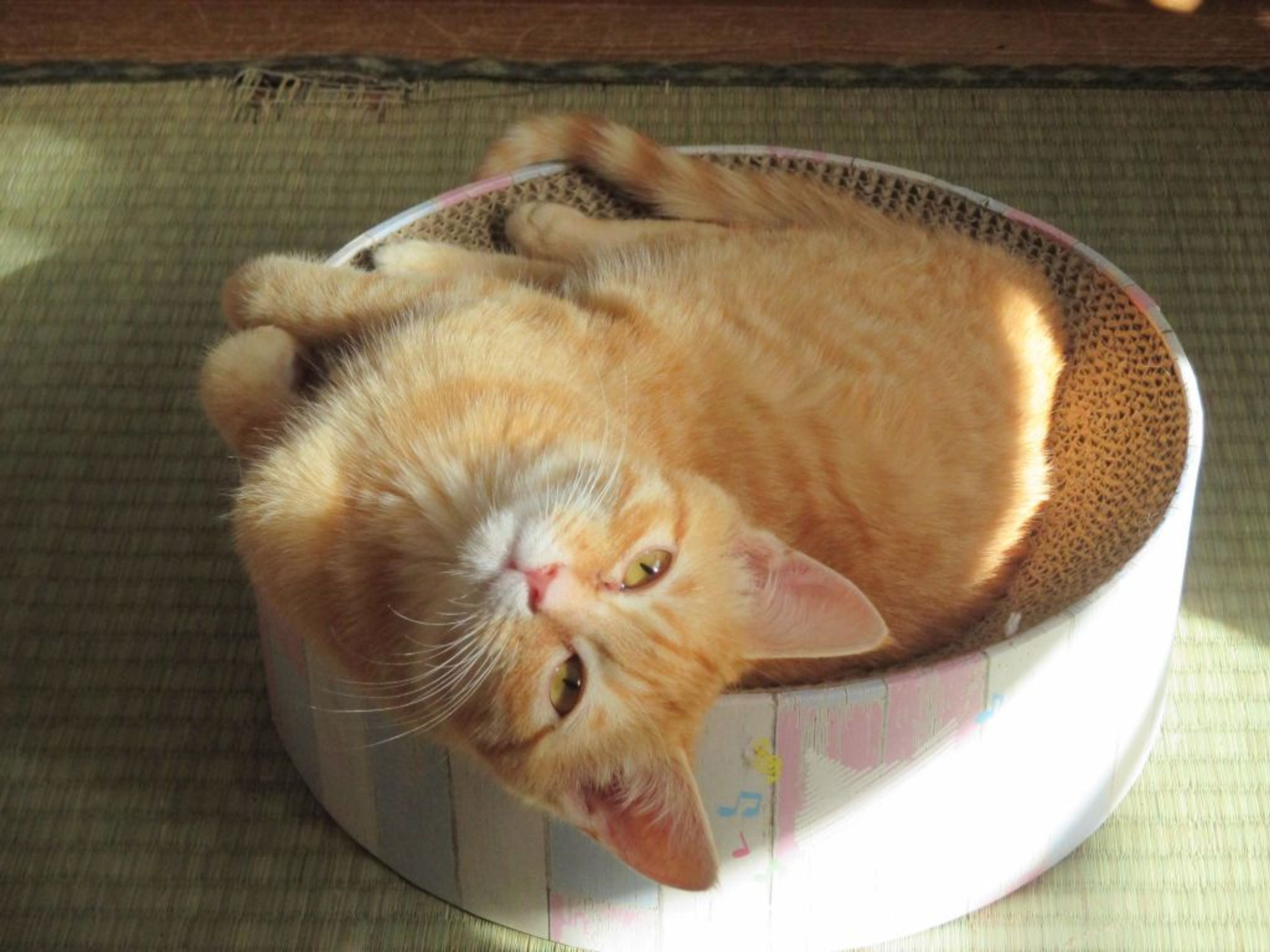 pet-image-3