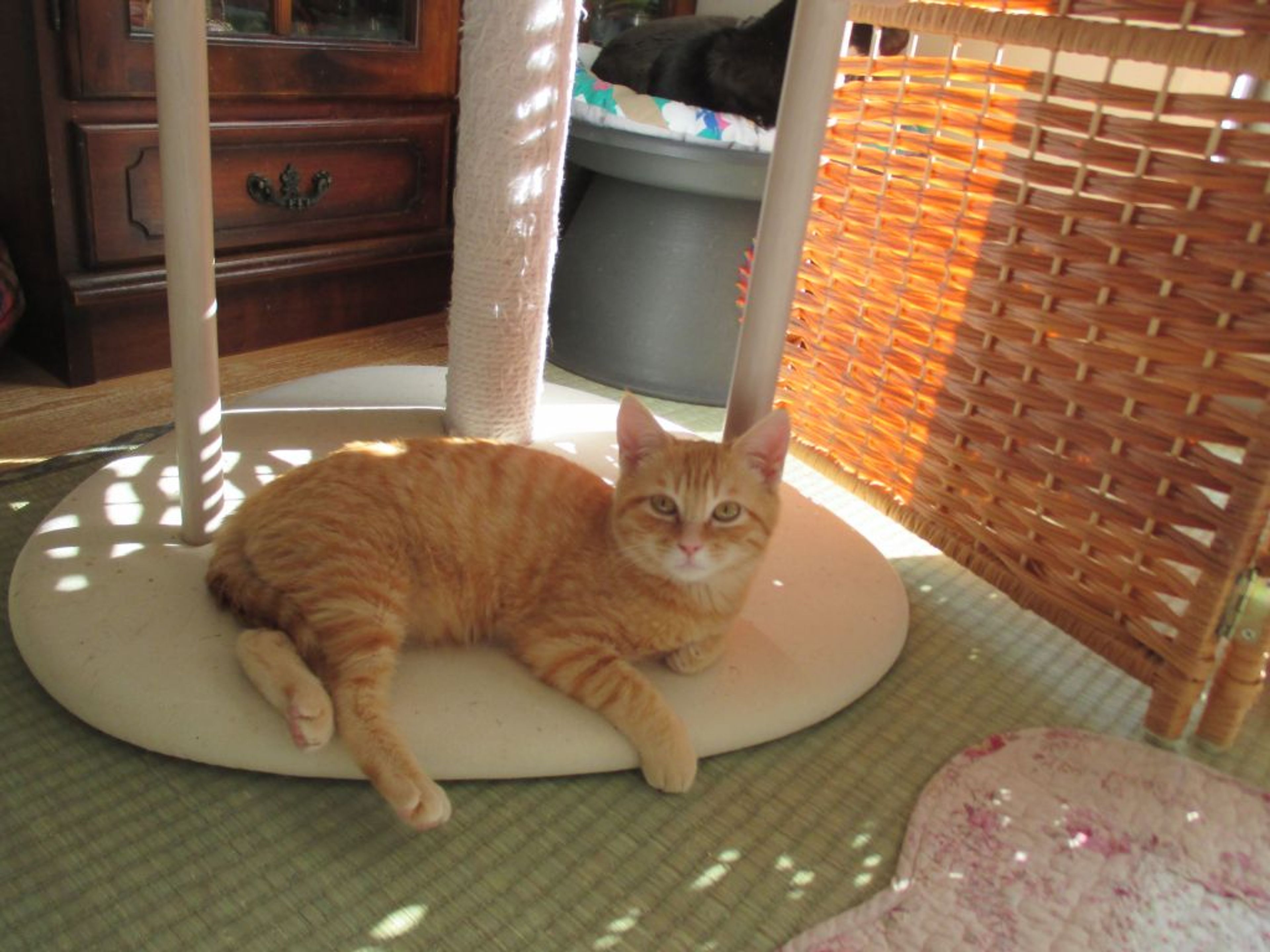 pet-image-4