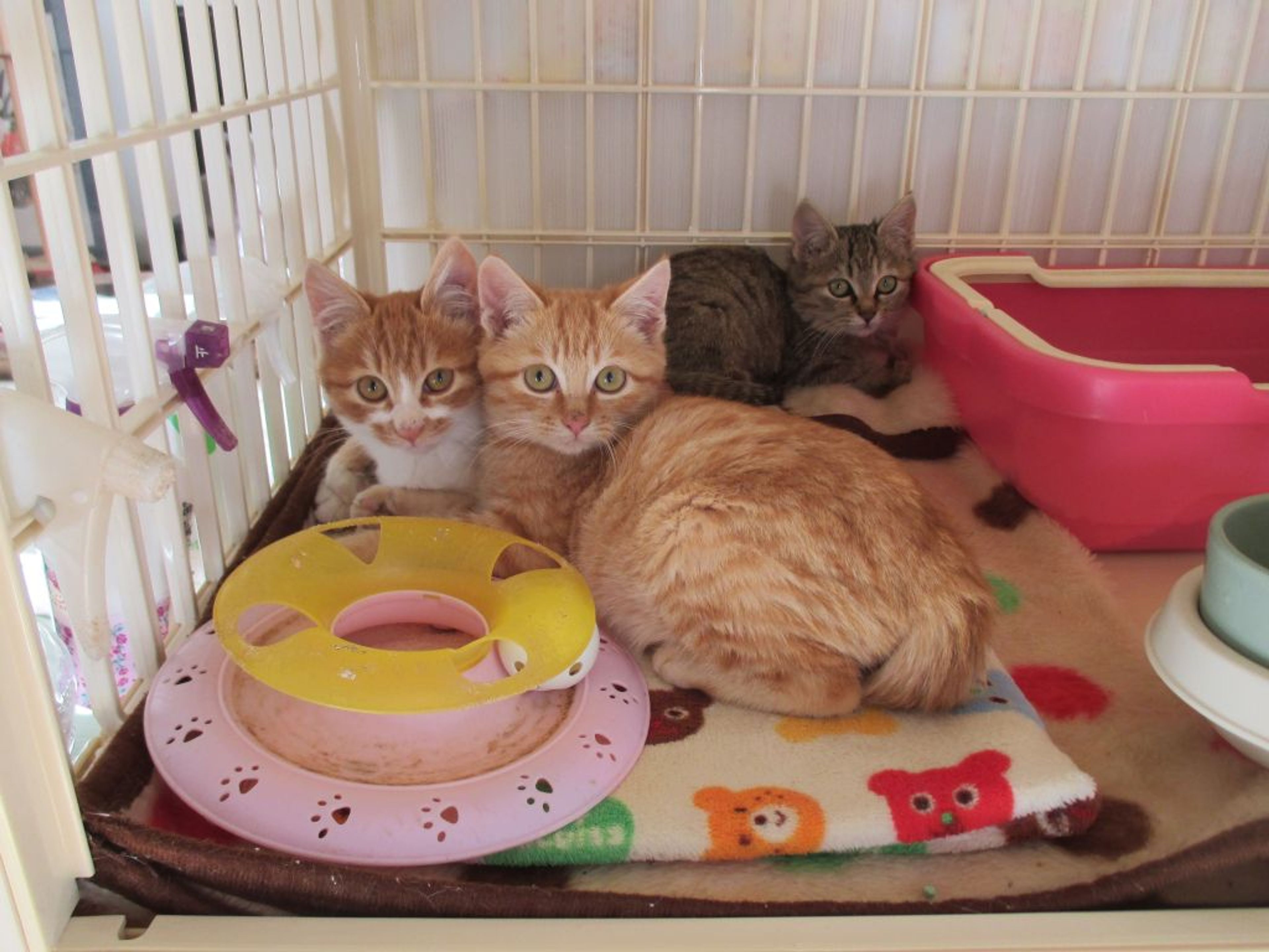 pet-image-5