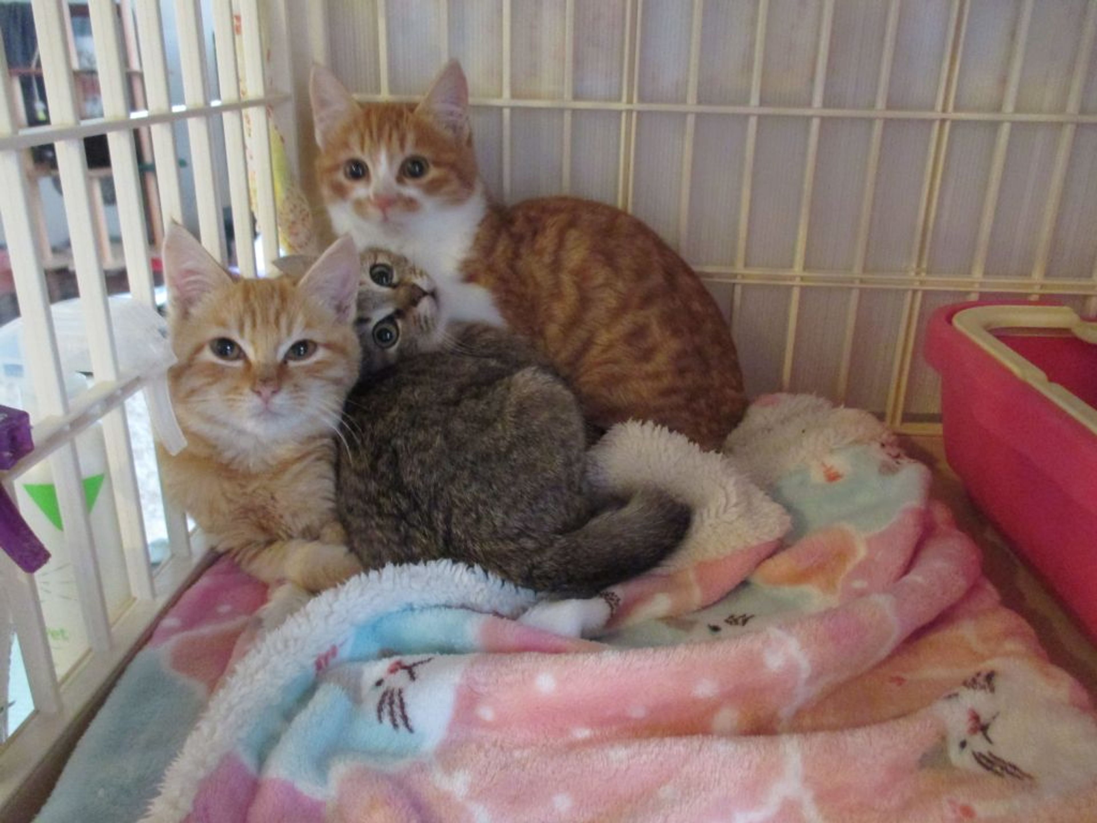 pet-image-6