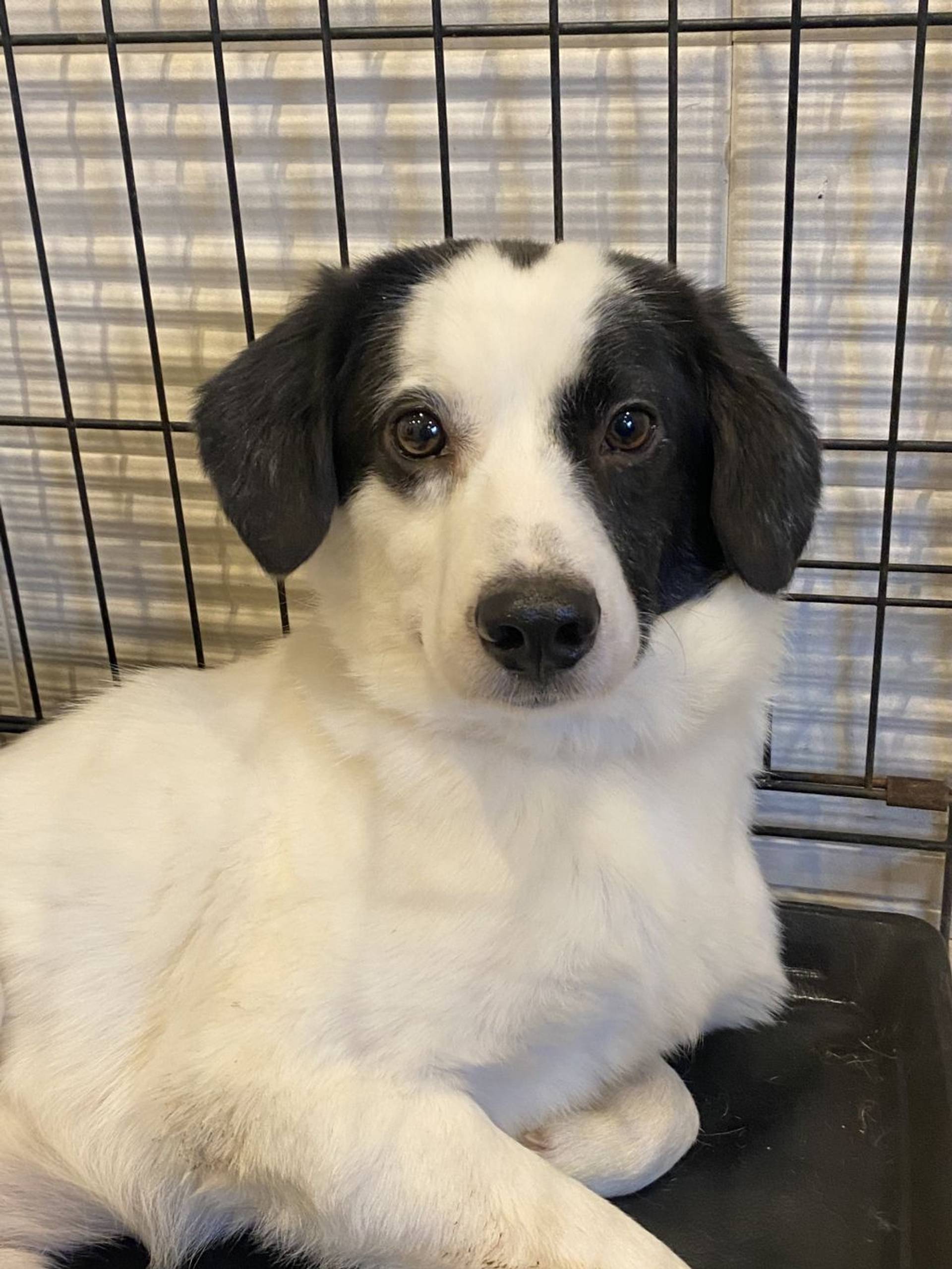 雑種（ミックス犬）・オスの里親募集の写真