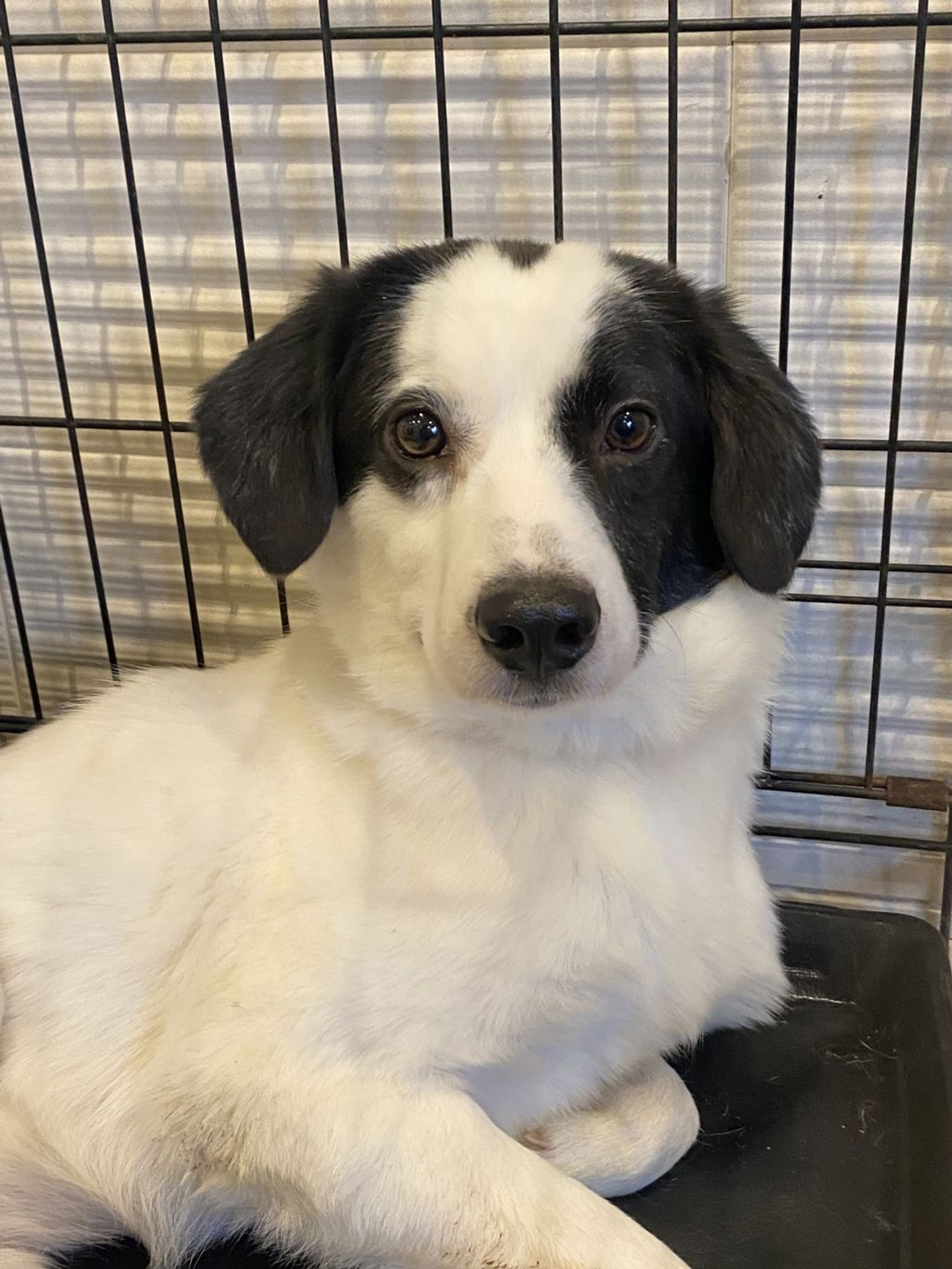 雑種（ミックス犬）・オスの里親募集の写真