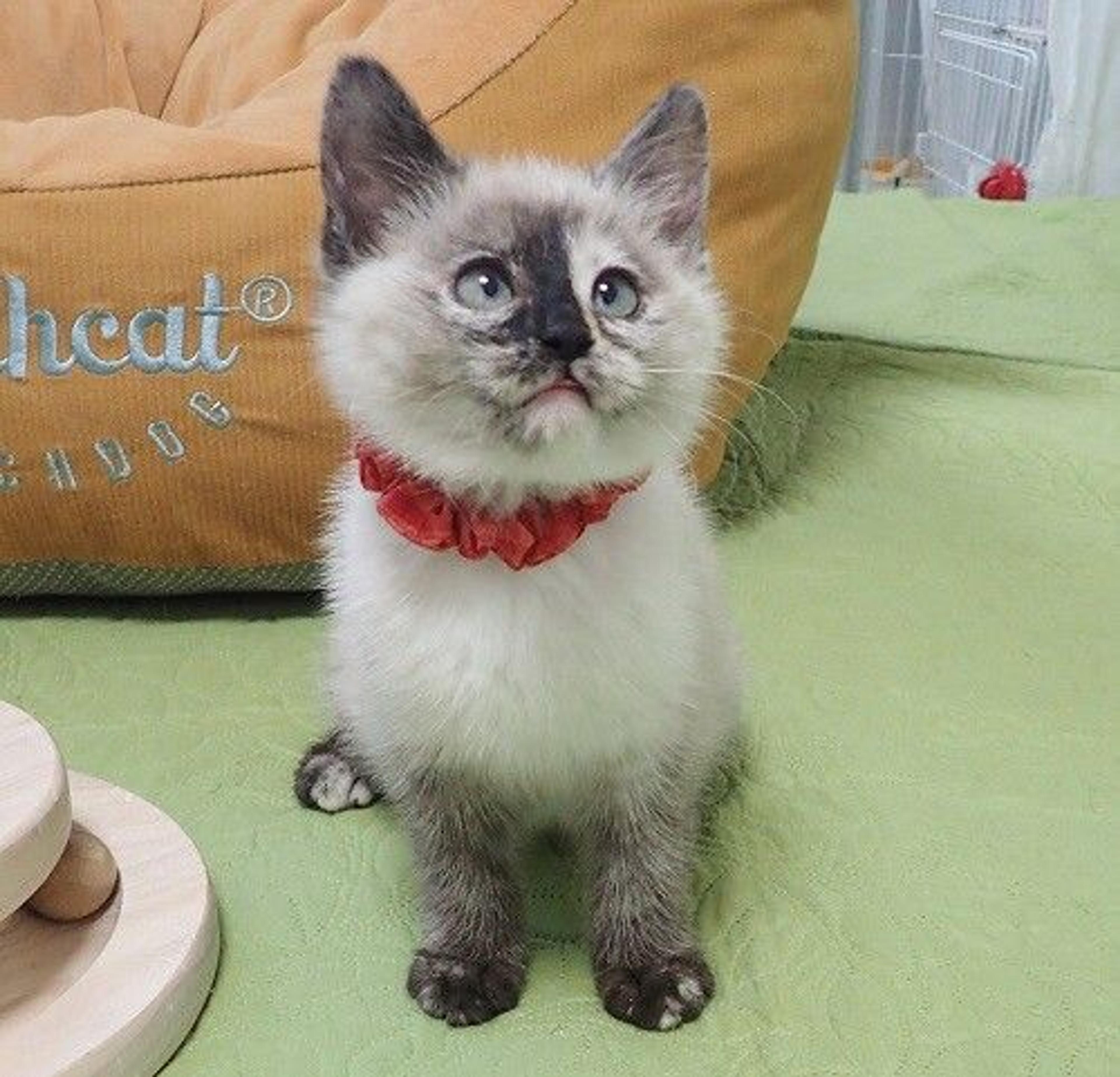 pet-image-3