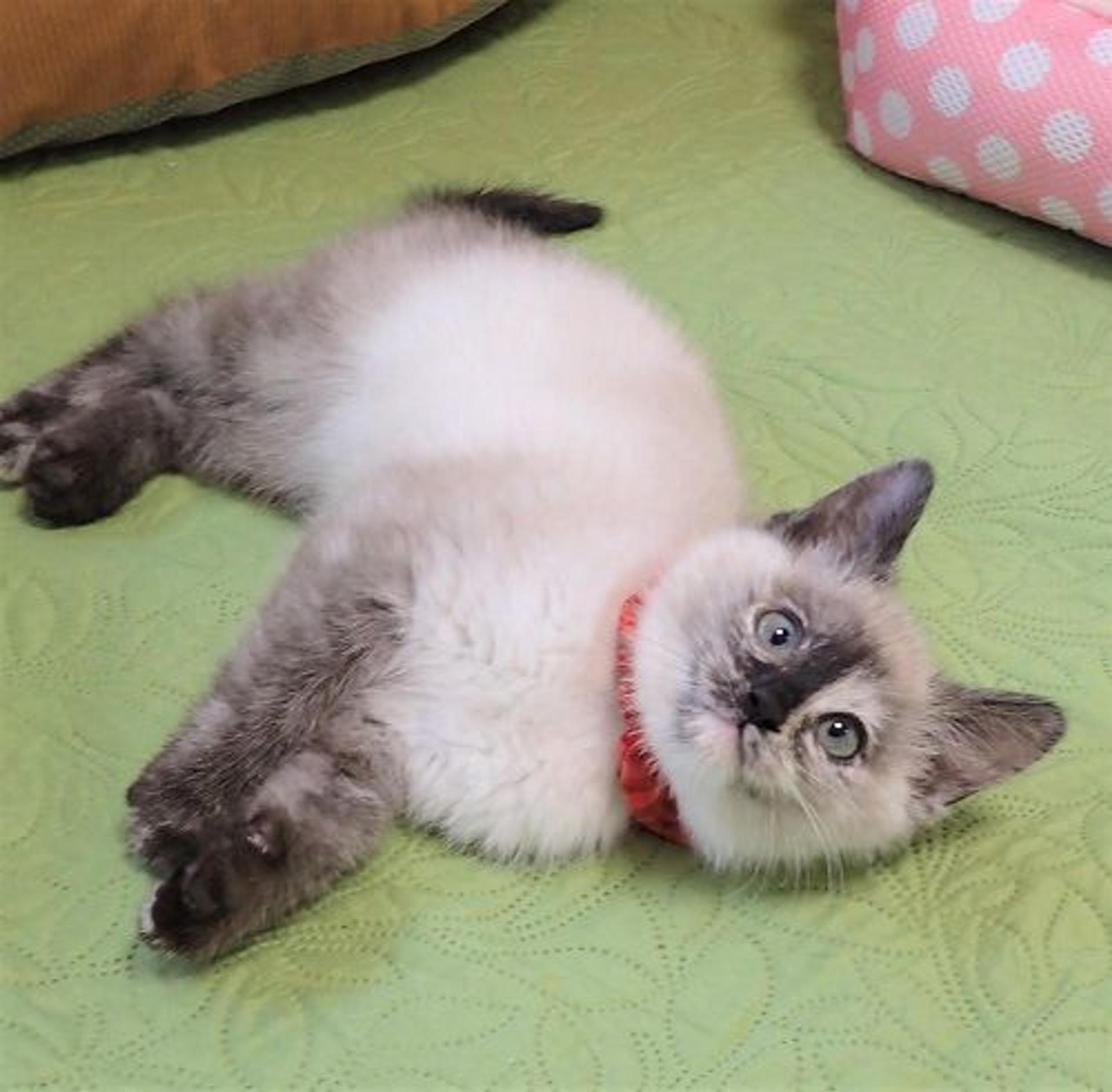 pet-image-4