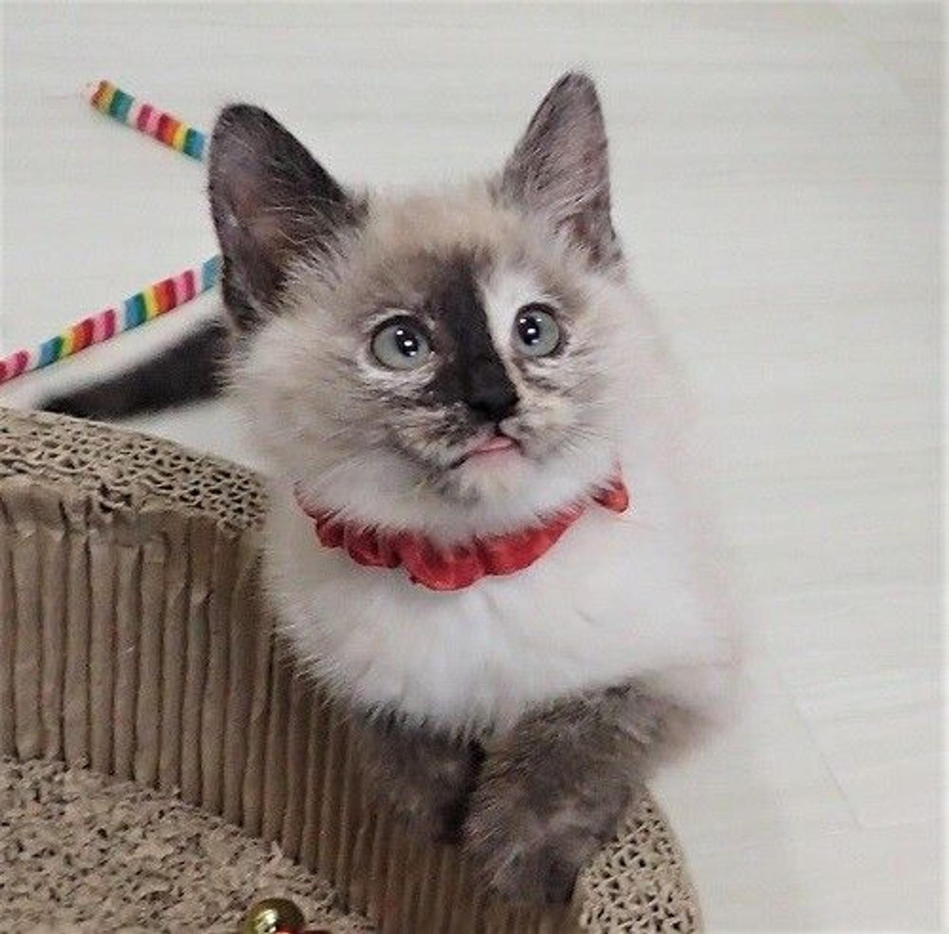 pet-image-5