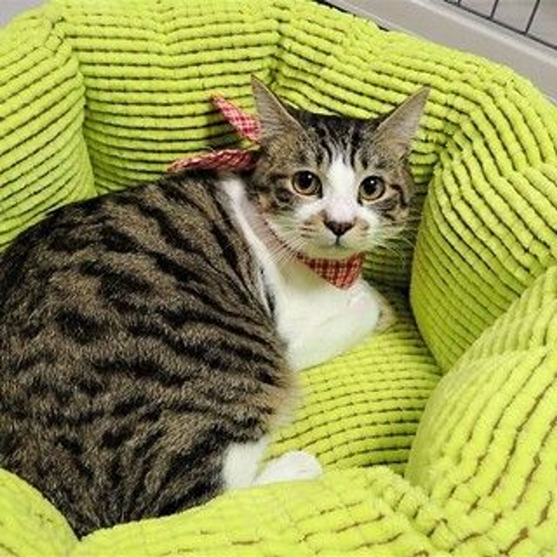 雑種（ミックス猫）・オスの里親募集の写真