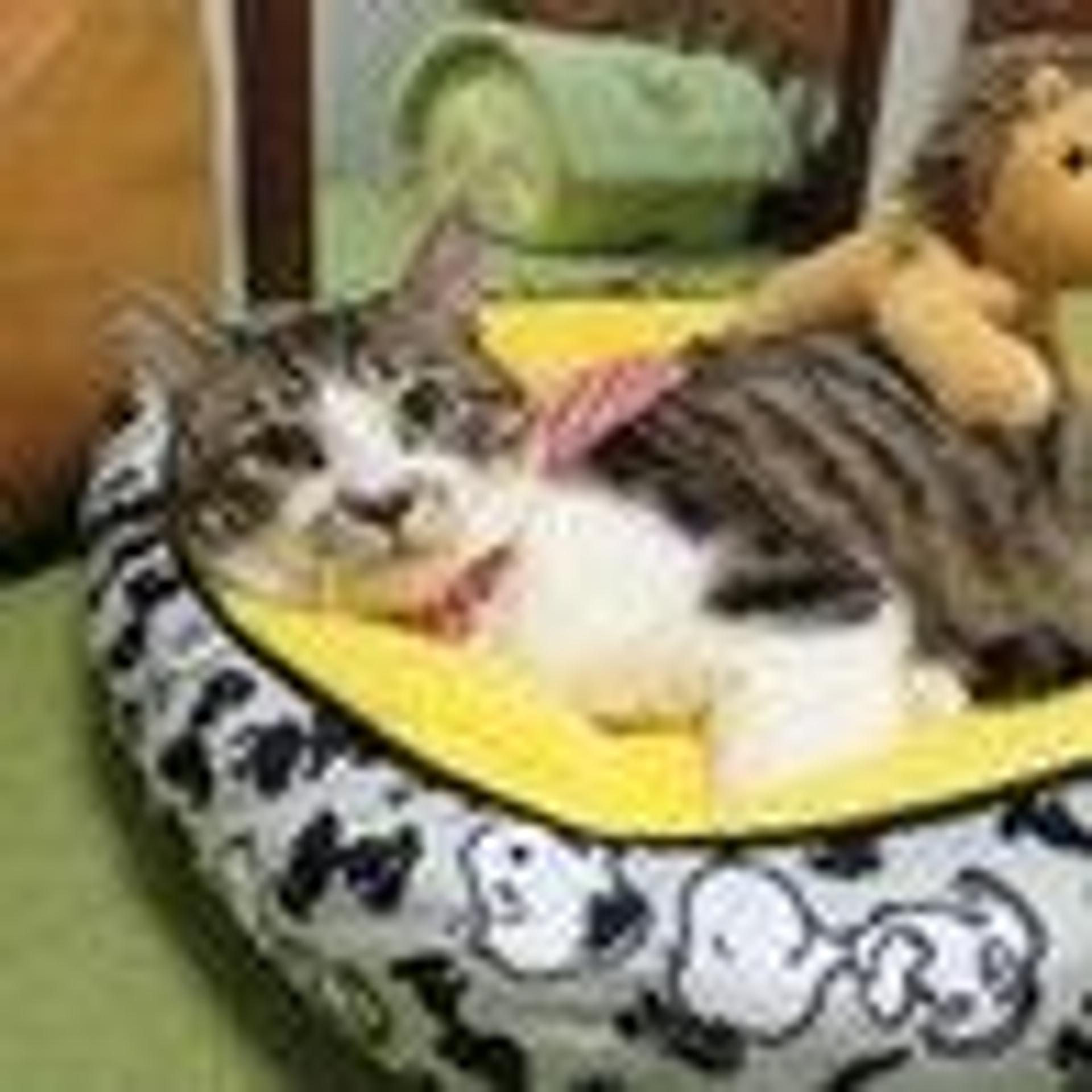 pet-image-2
