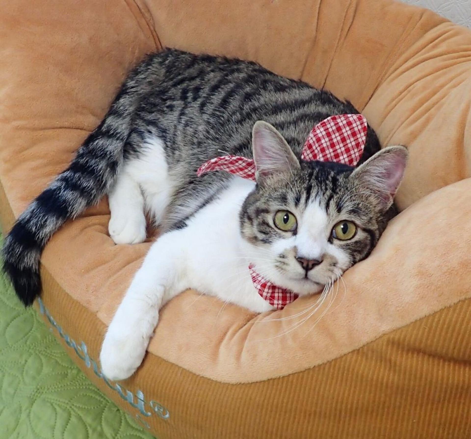 pet-image-4