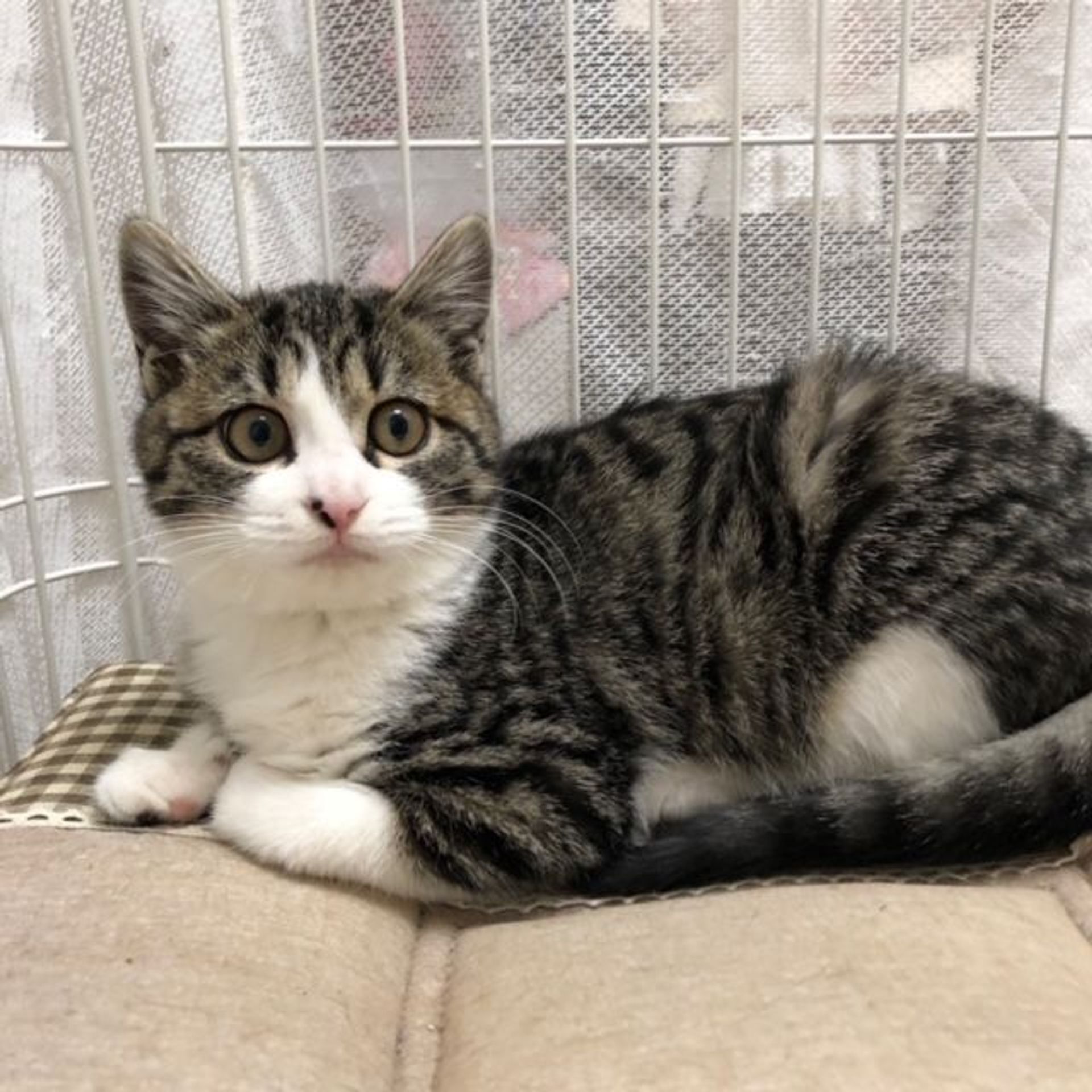 雑種（ミックス猫）・メスの里親募集の写真