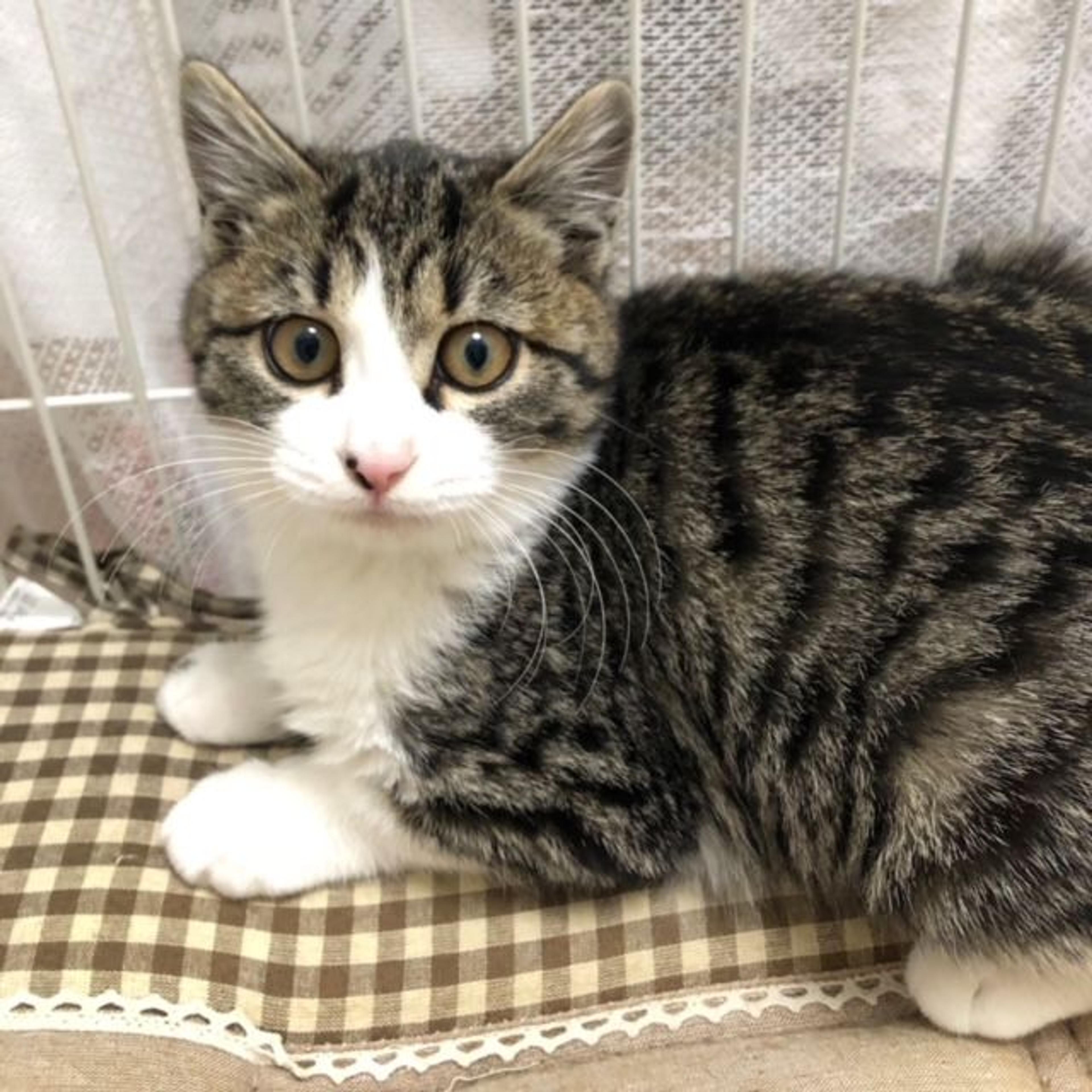 pet-image-2