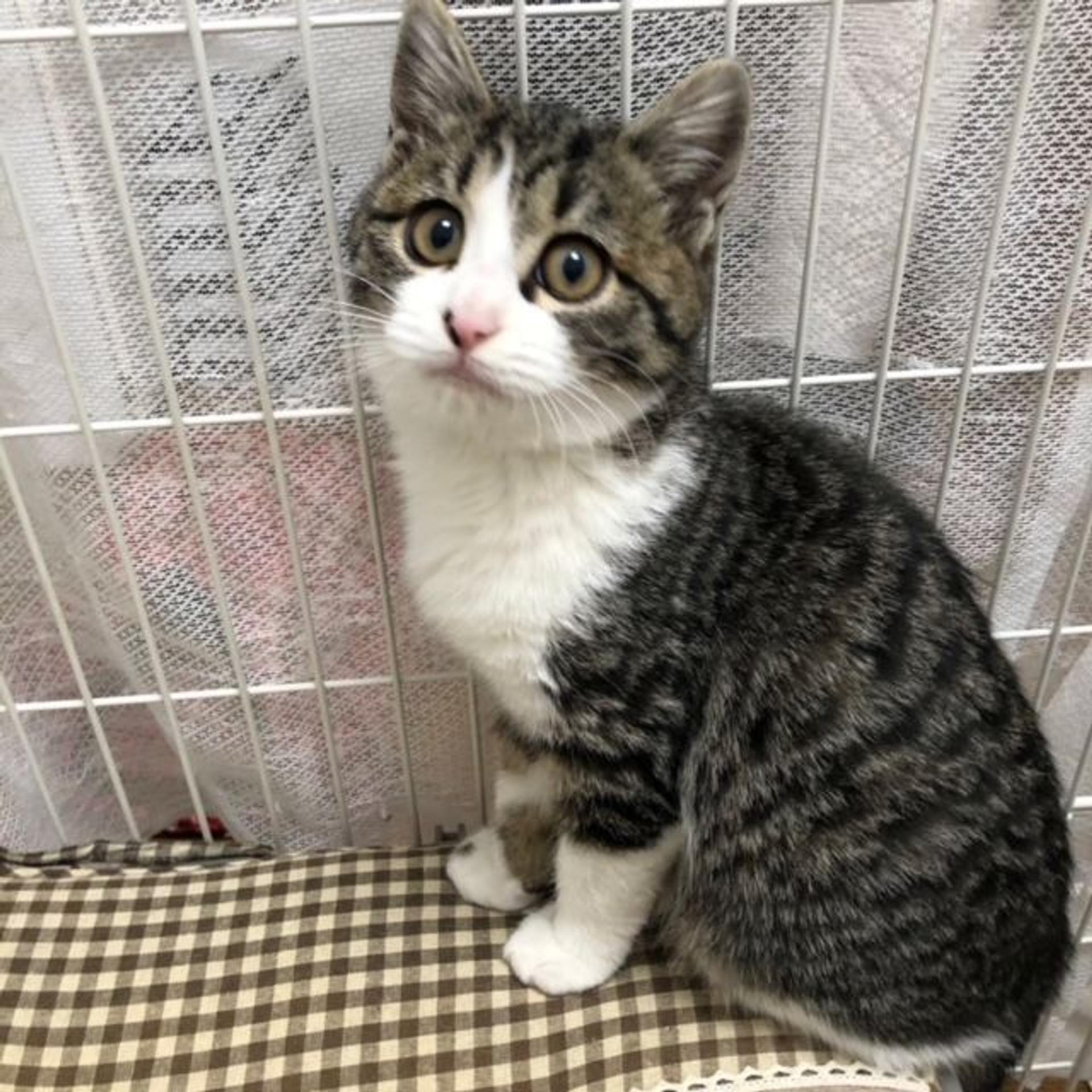 pet-image-4