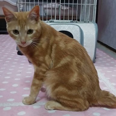うずくん★2/13ミャオねこ譲渡会で会えますの写真