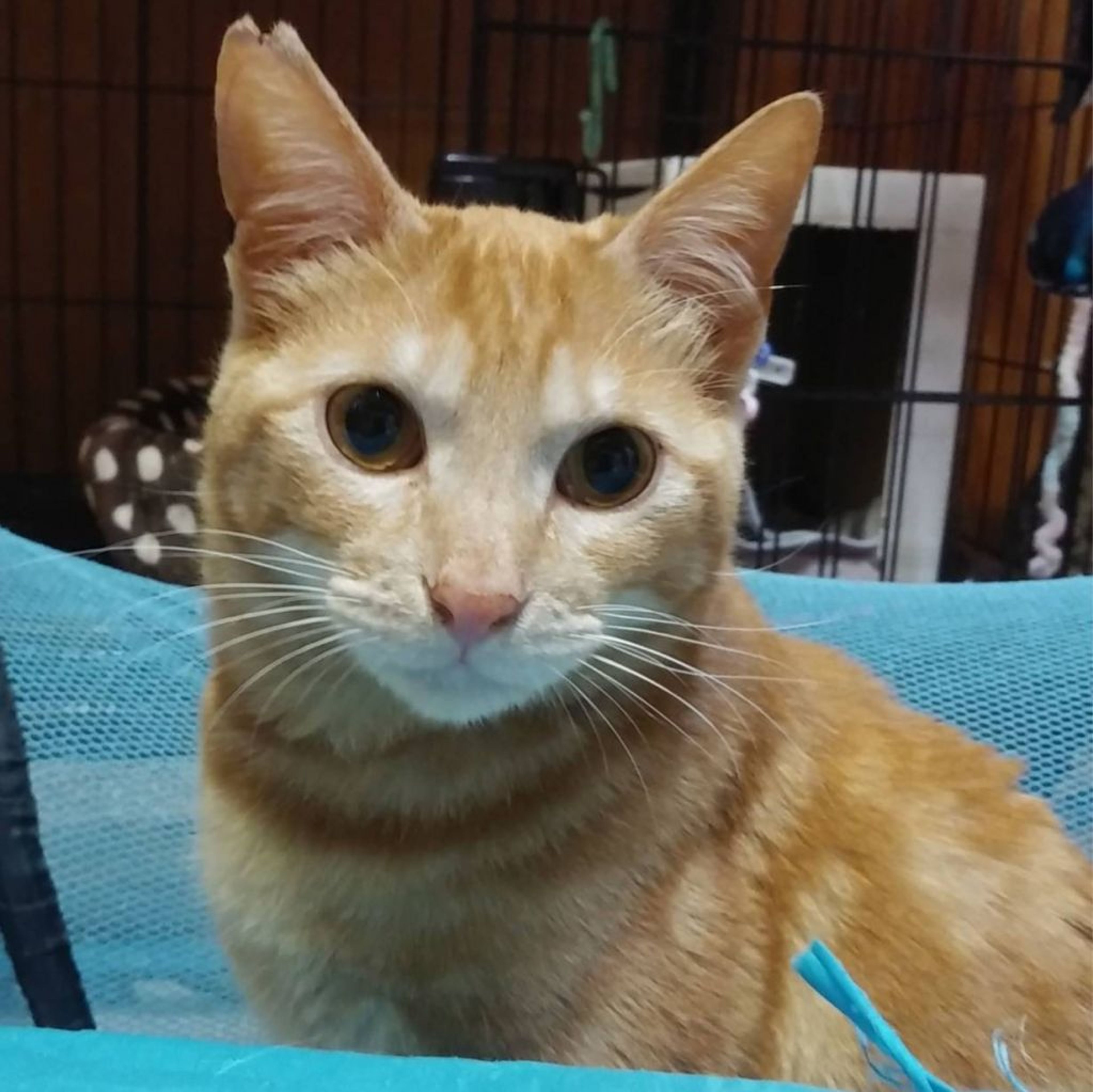 pet-image-2
