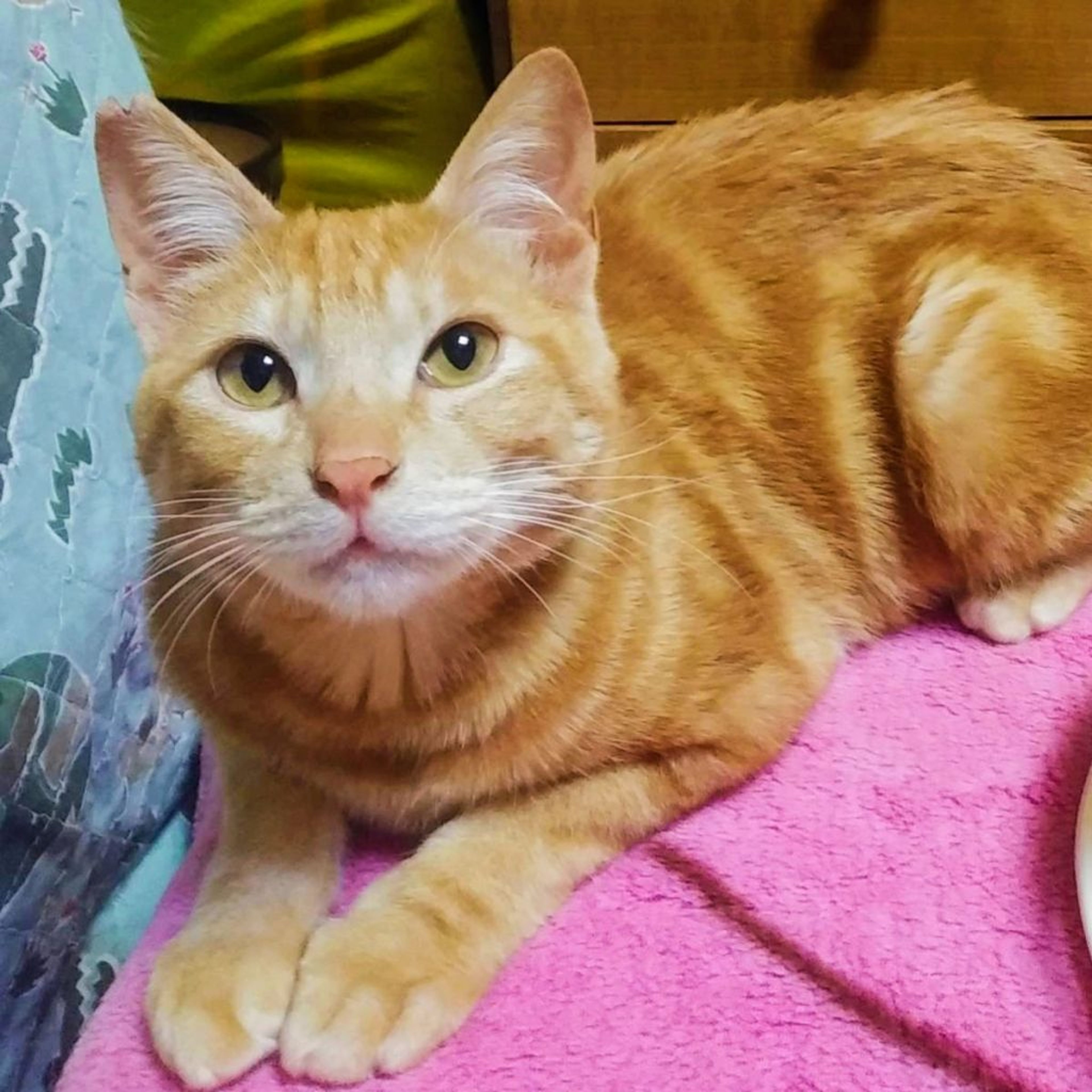 pet-image-3