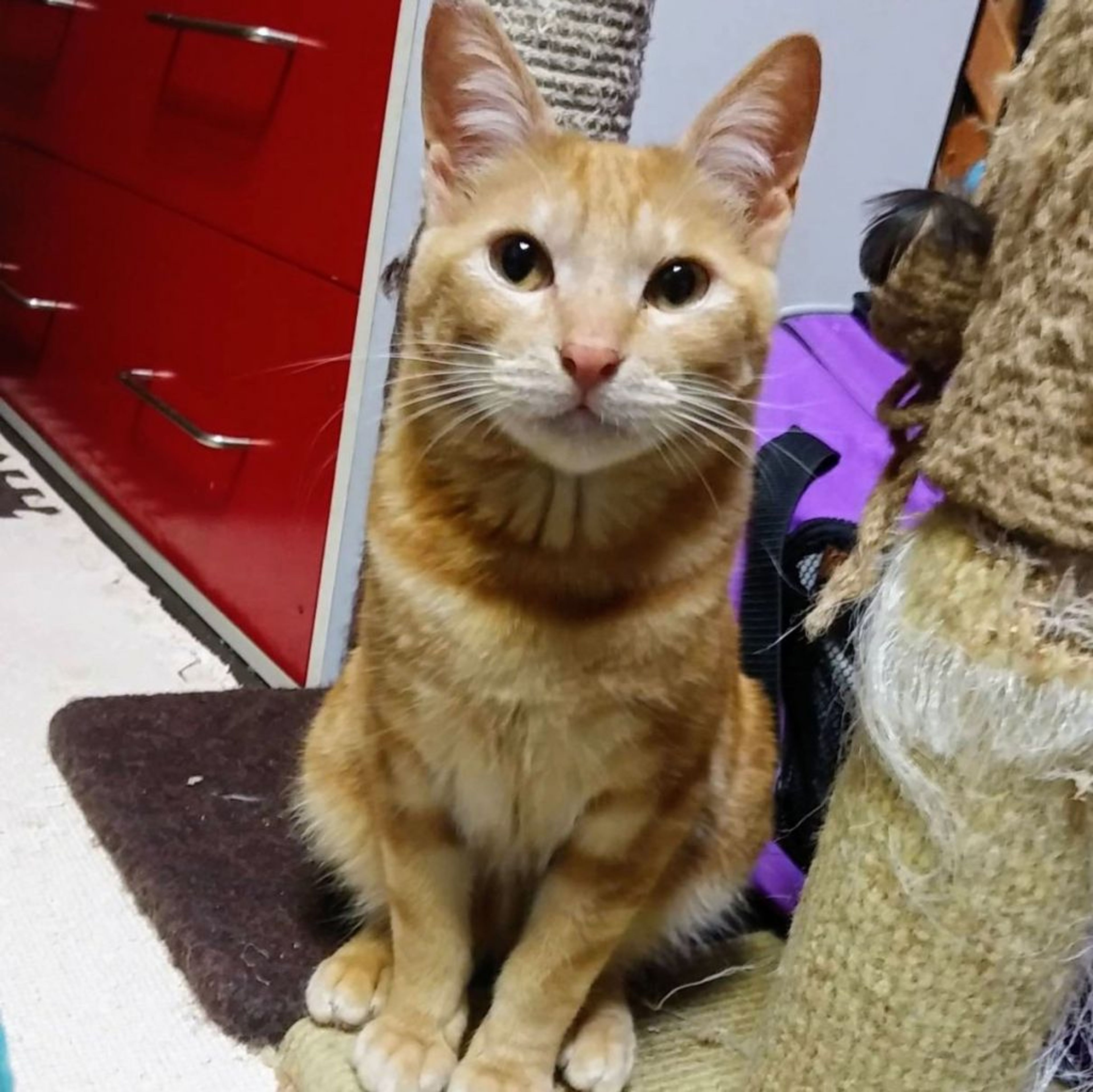 pet-image-4