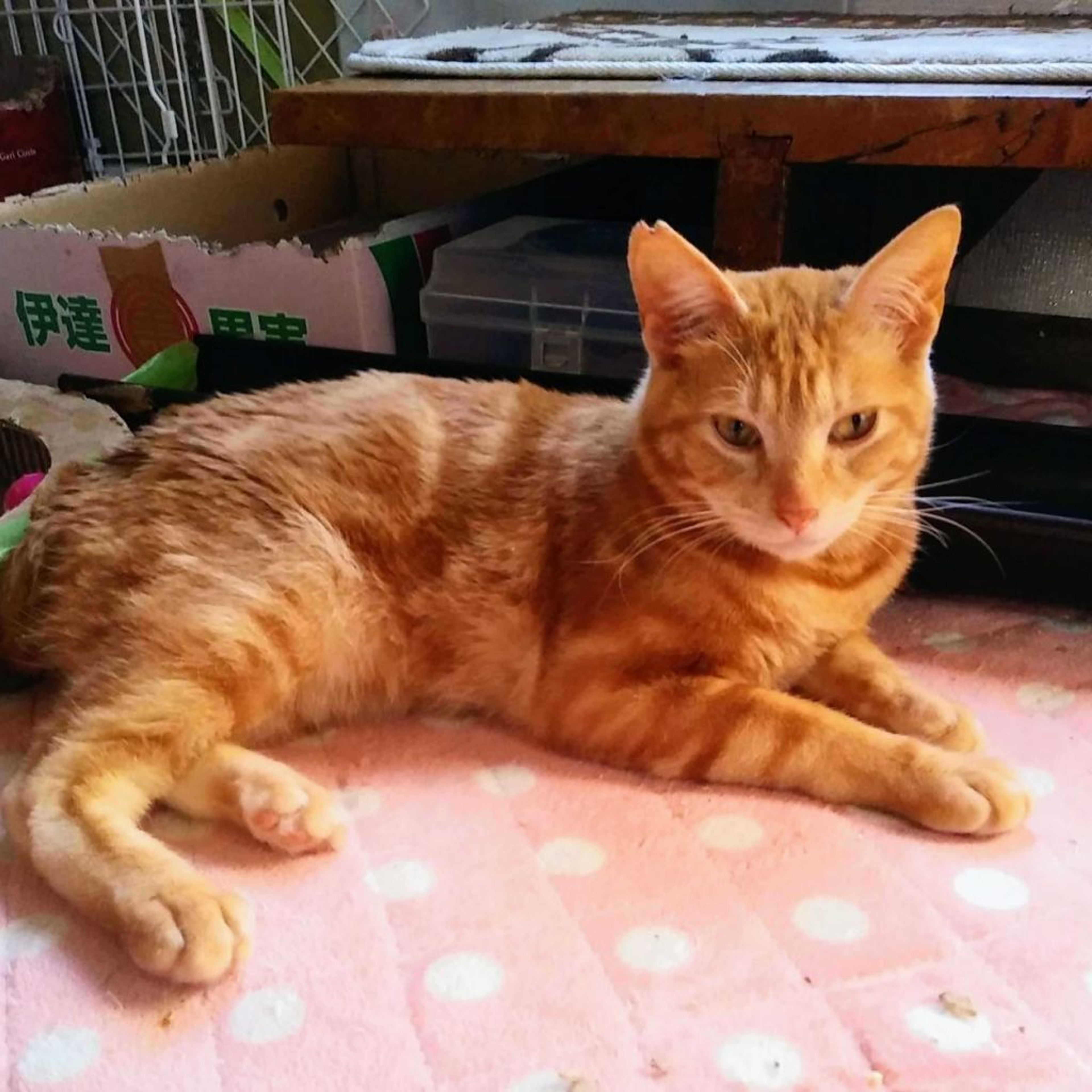 pet-image-5