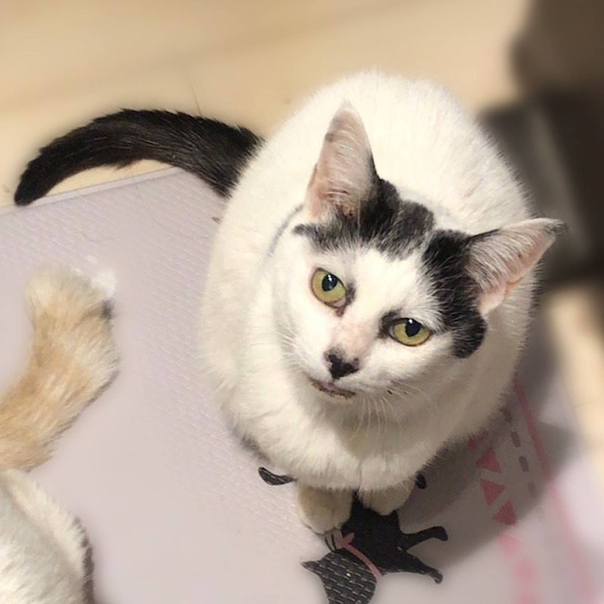 雑種（ミックス猫）・メスの里親募集の写真