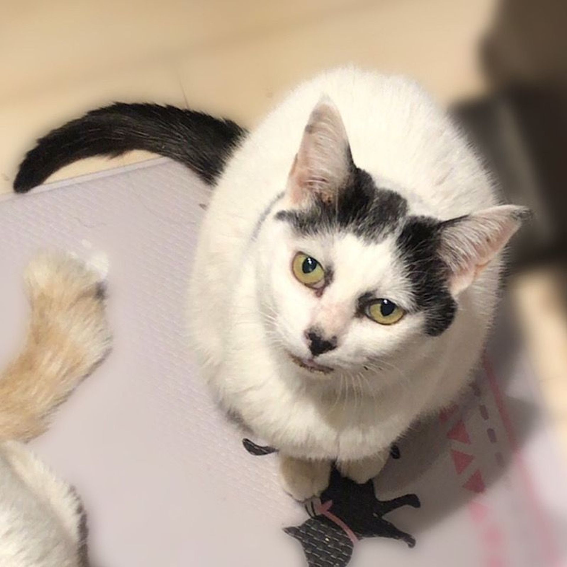 雑種（ミックス猫）・メスの里親募集の写真