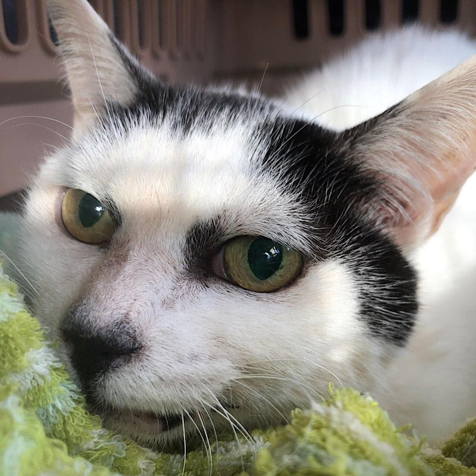 pet-image-2