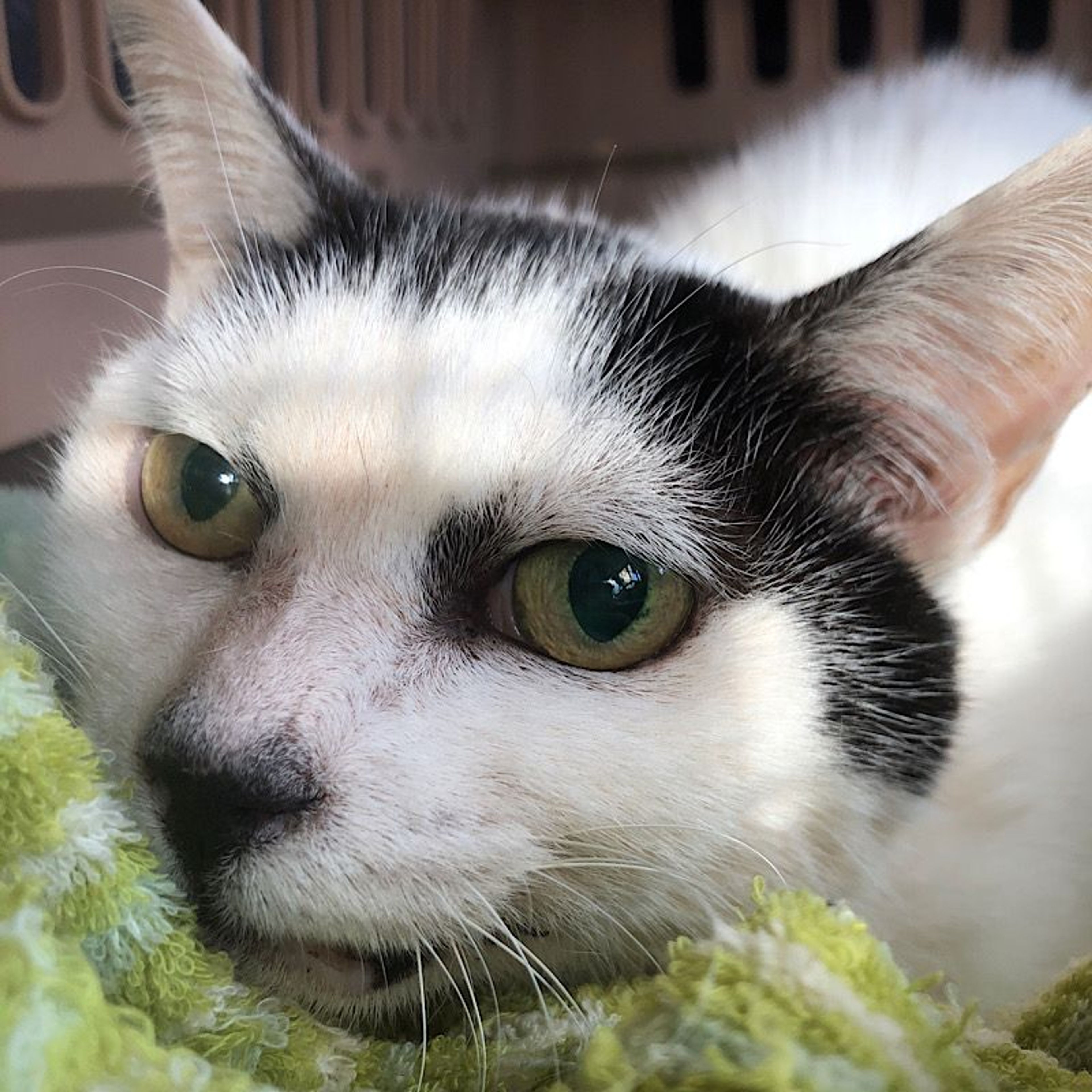 pet-image-2