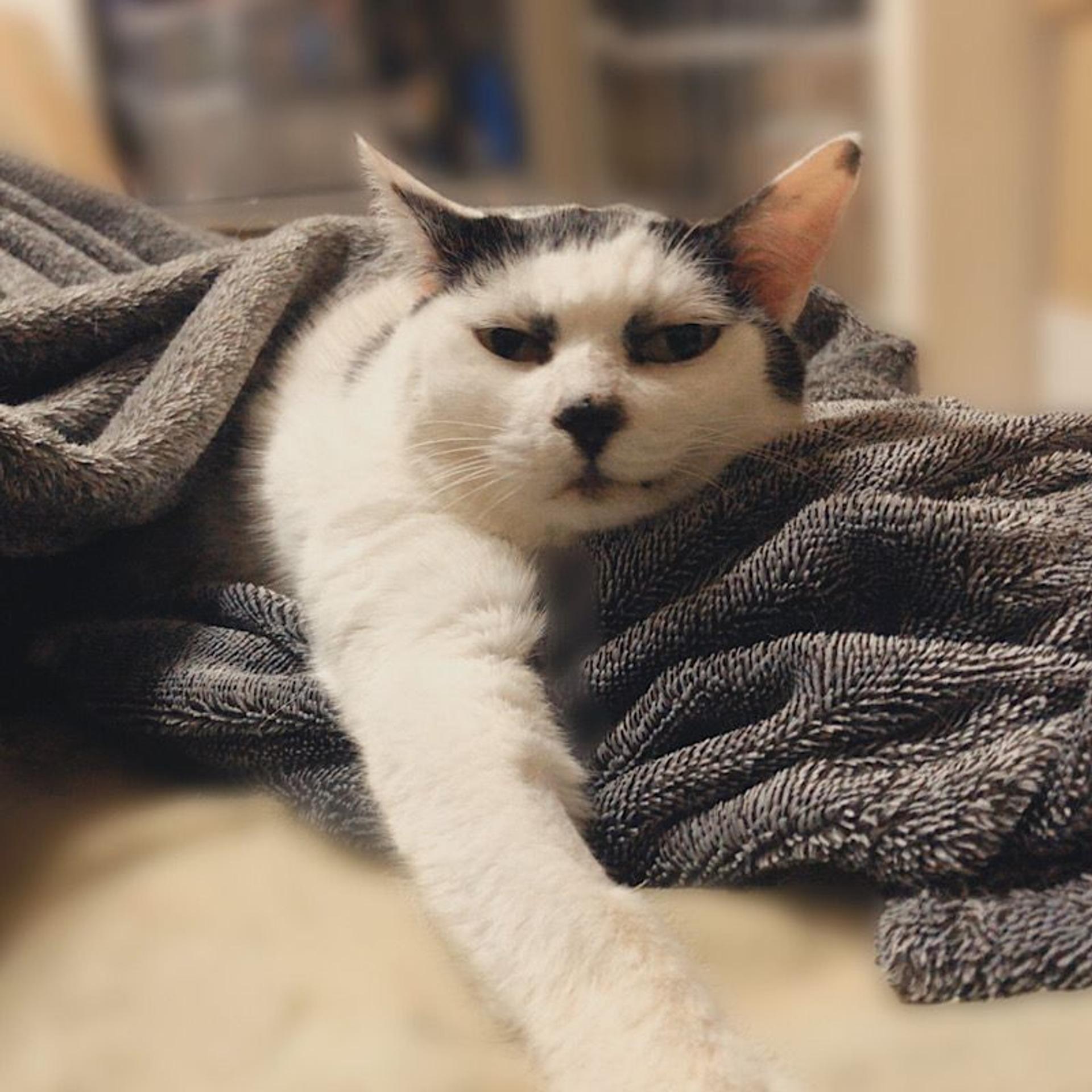 pet-image-3