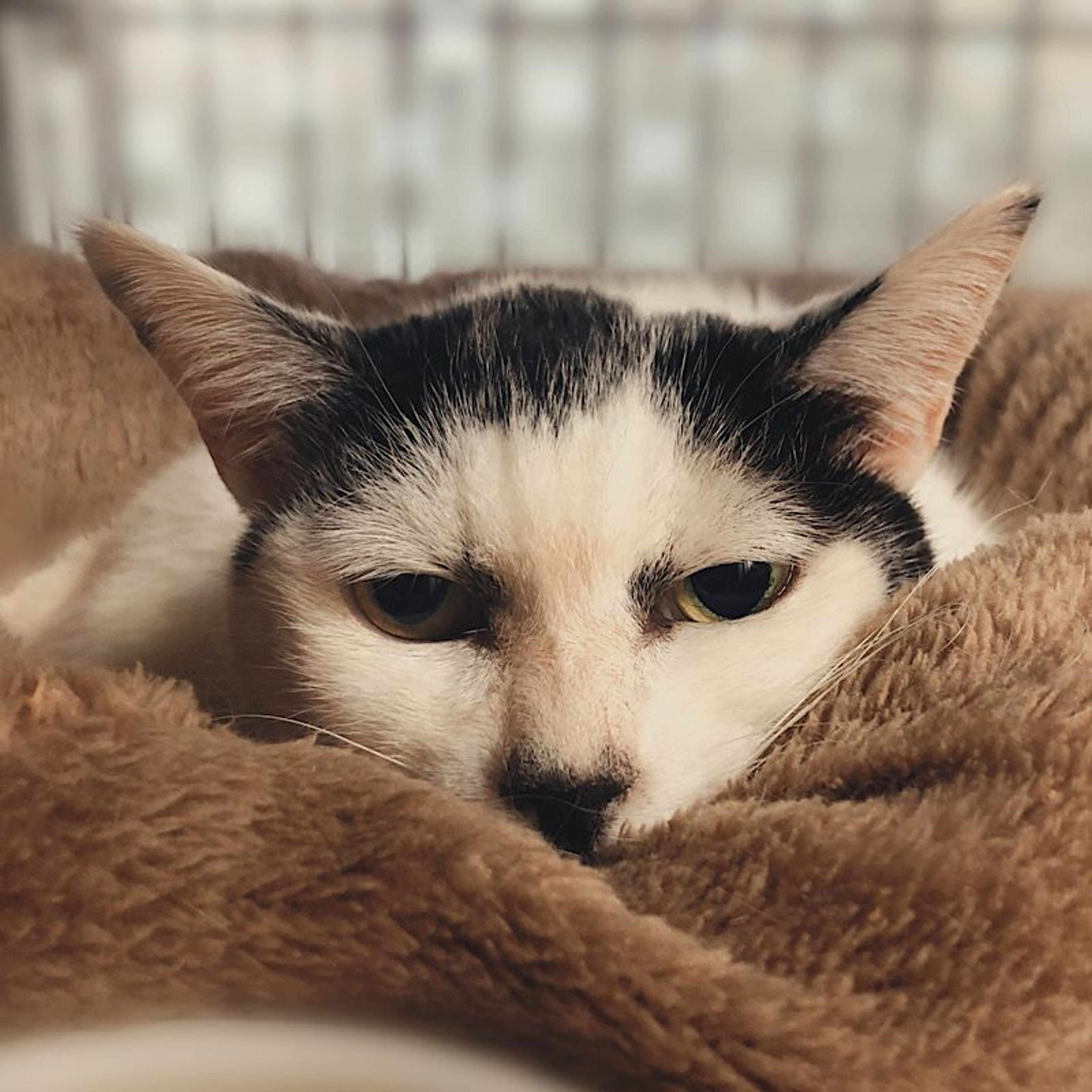 pet-image-5
