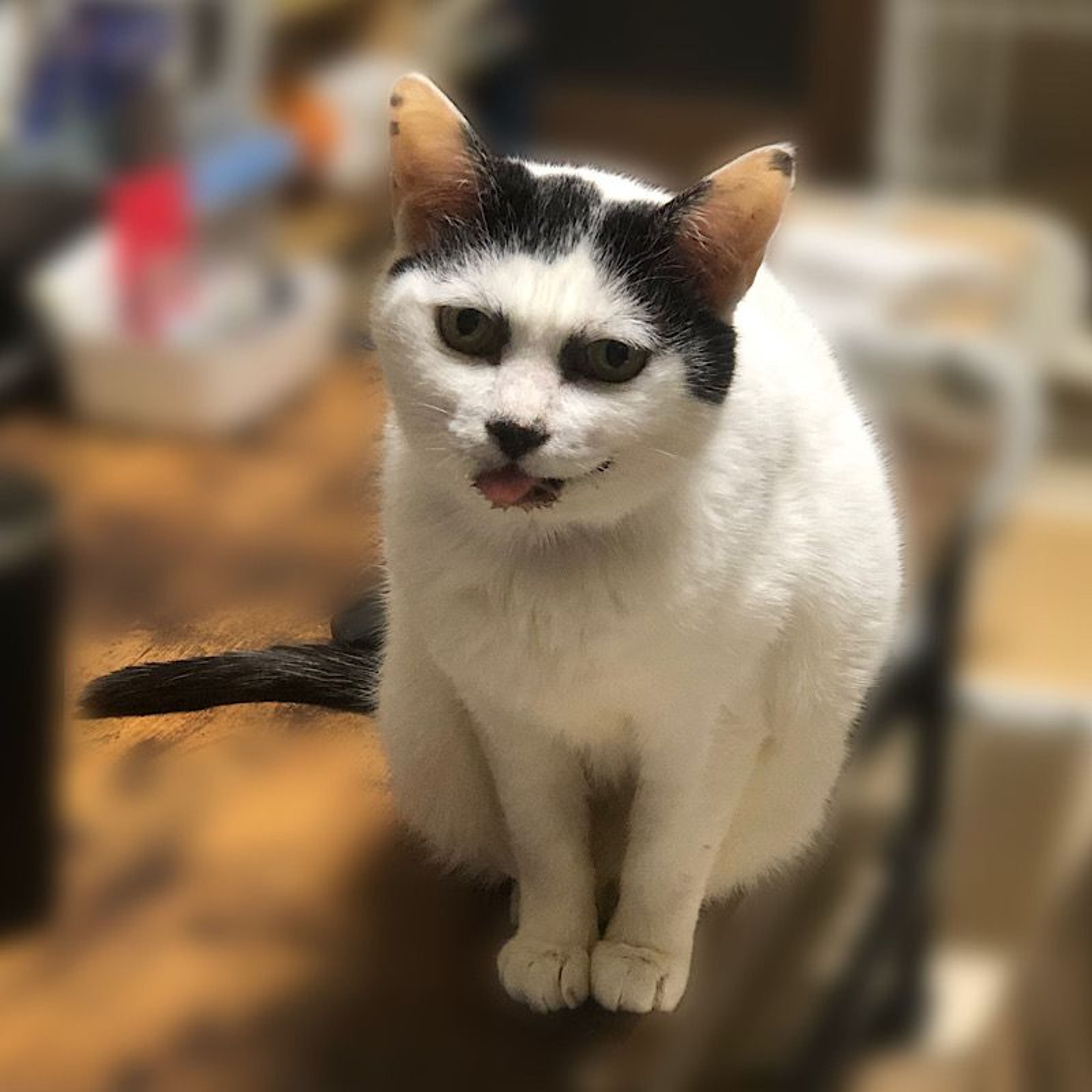 pet-image-6