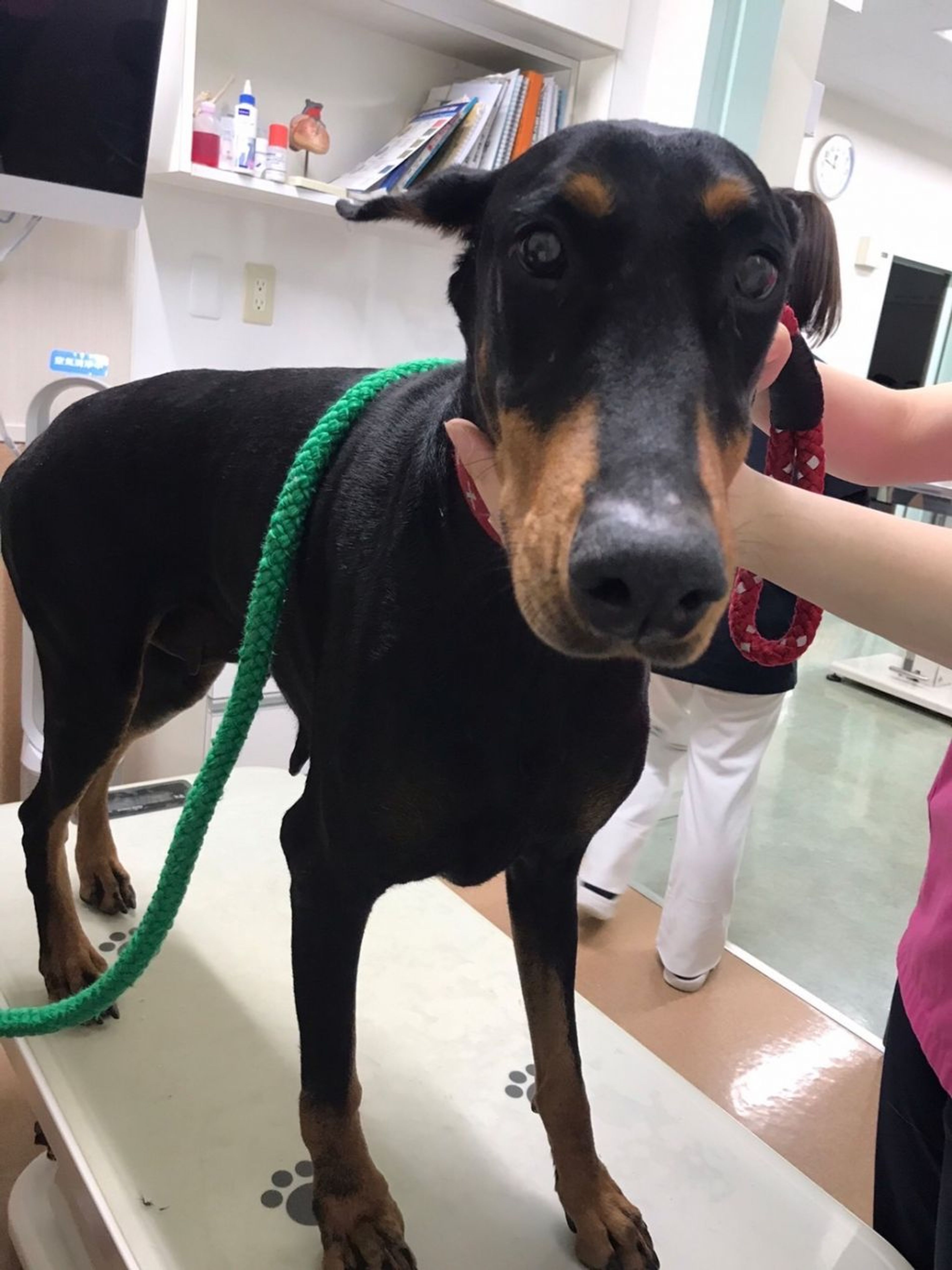 pet-image-2