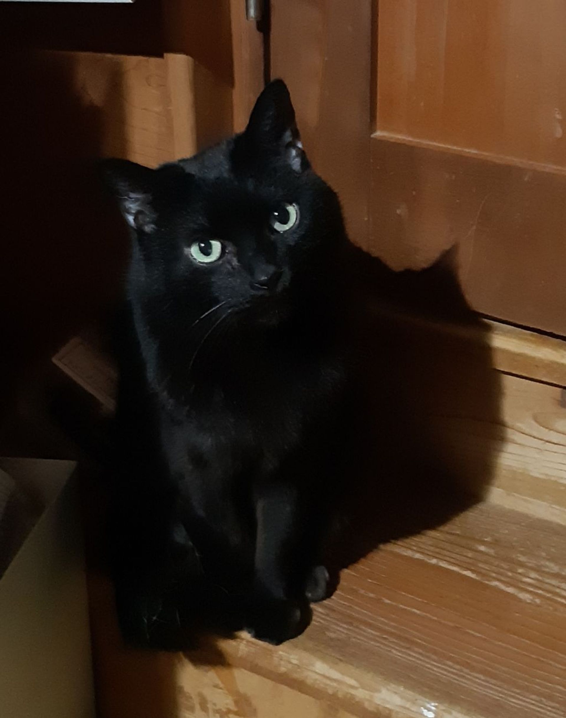雑種（ミックス猫）・メスの里親募集の写真