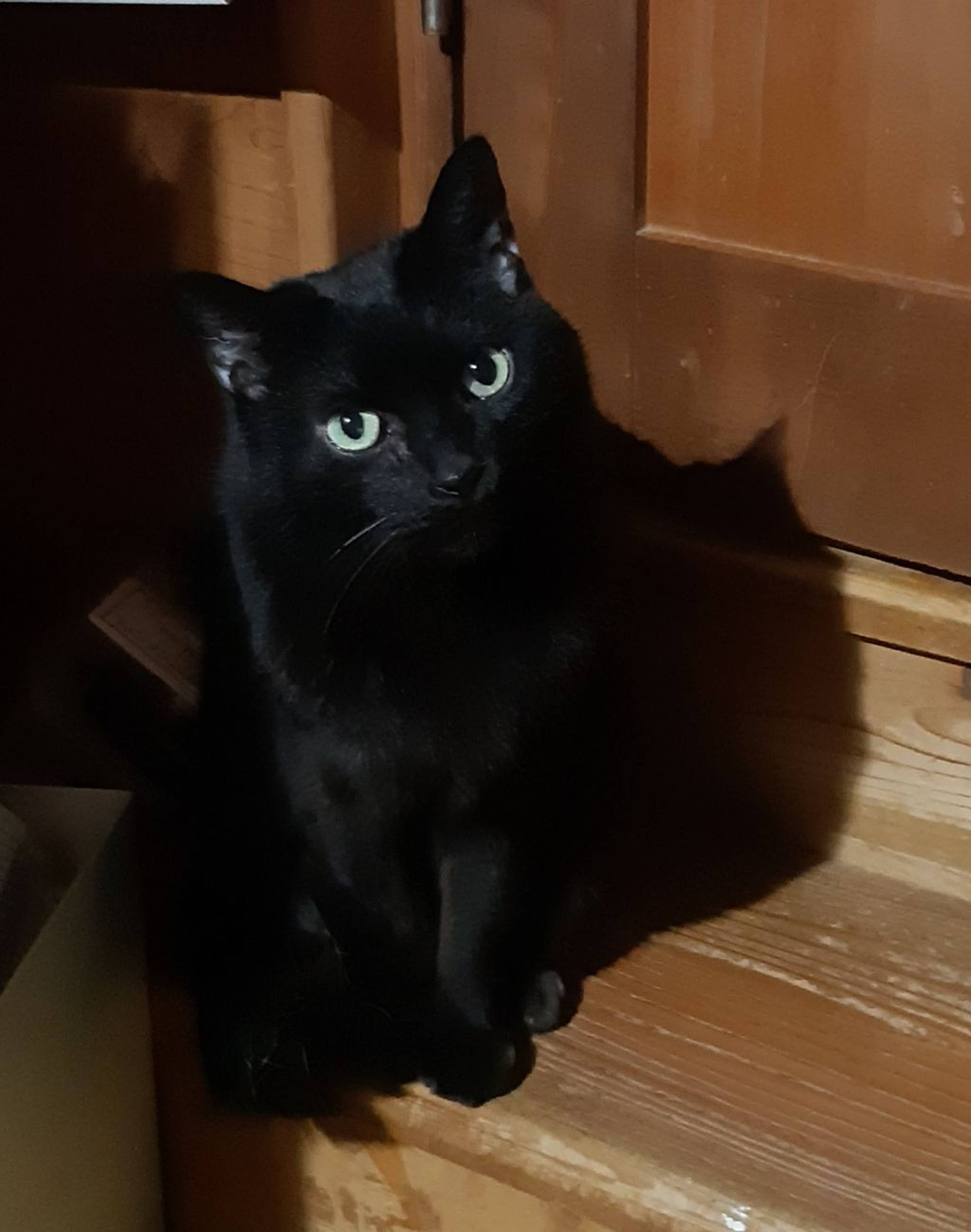 雑種（ミックス猫）・メスの里親募集の写真