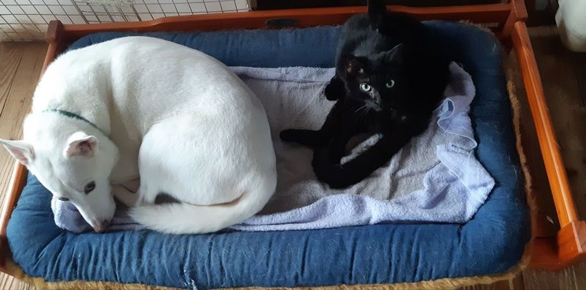 雑種（ミックス猫）・メスの里親募集の写真