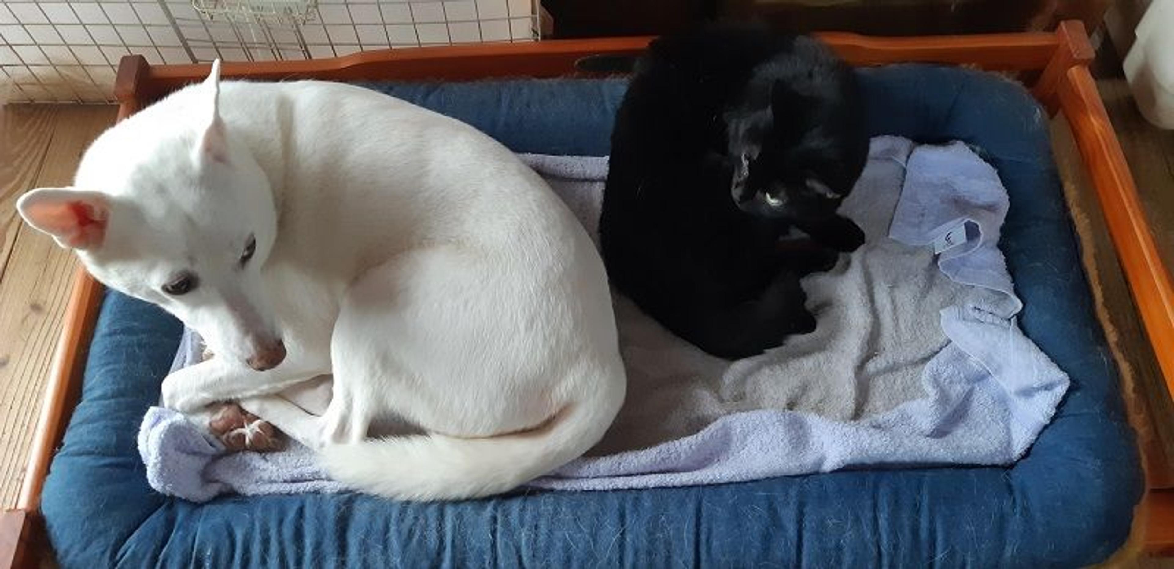 pet-image-4