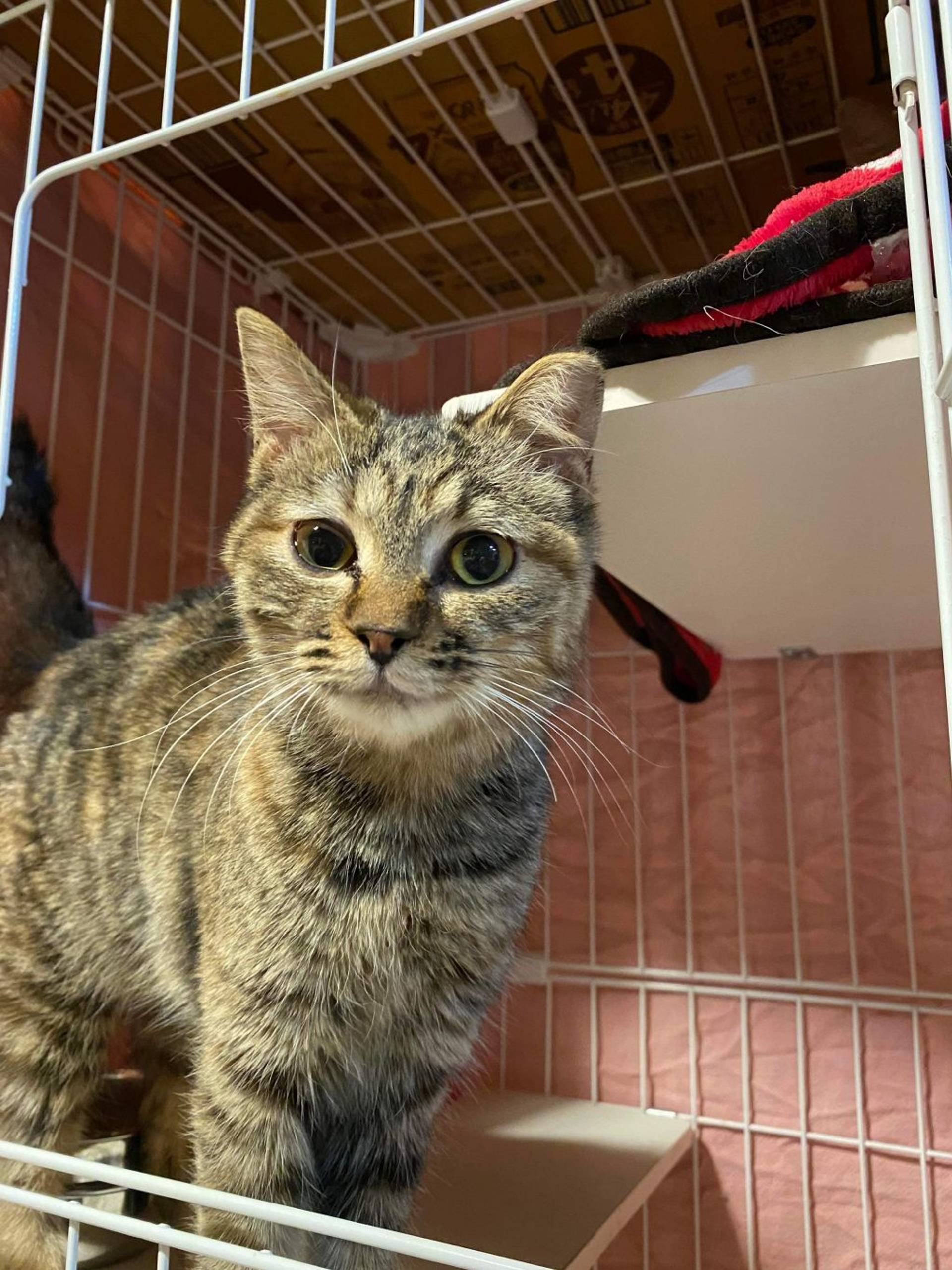 雑種（ミックス猫）・メスの里親募集の写真