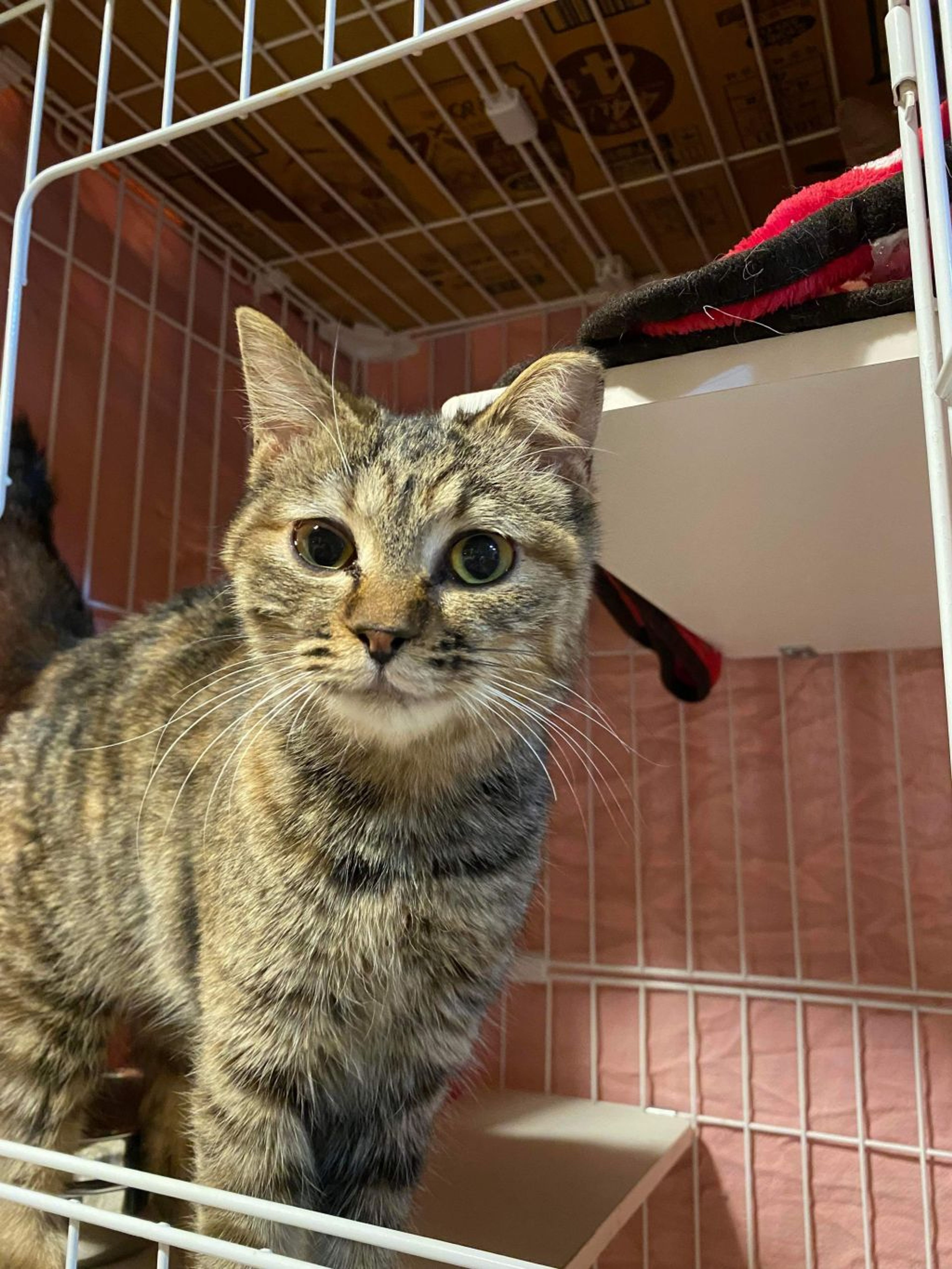 雑種（ミックス猫）・メスの里親募集の写真