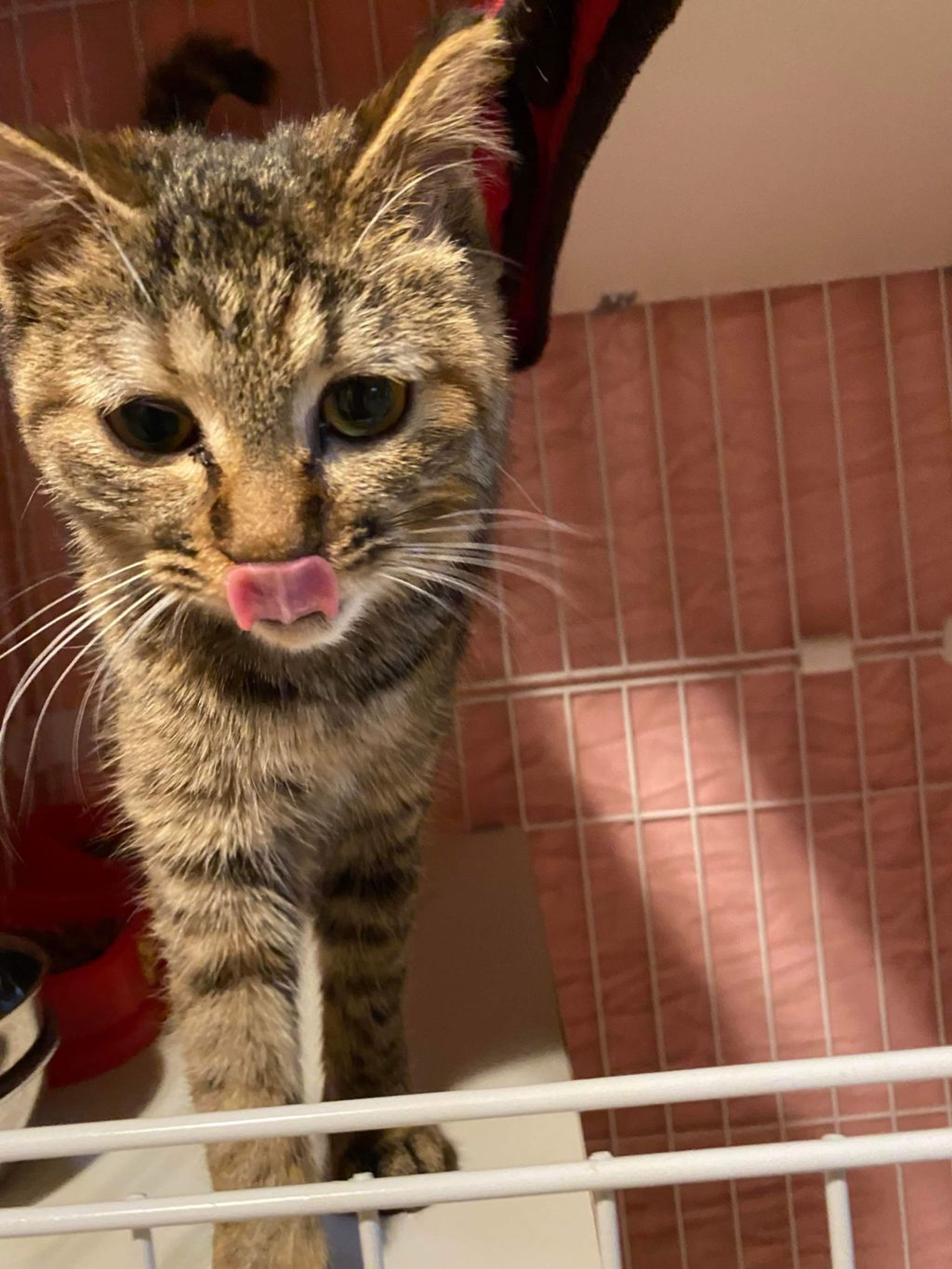 pet-image-3