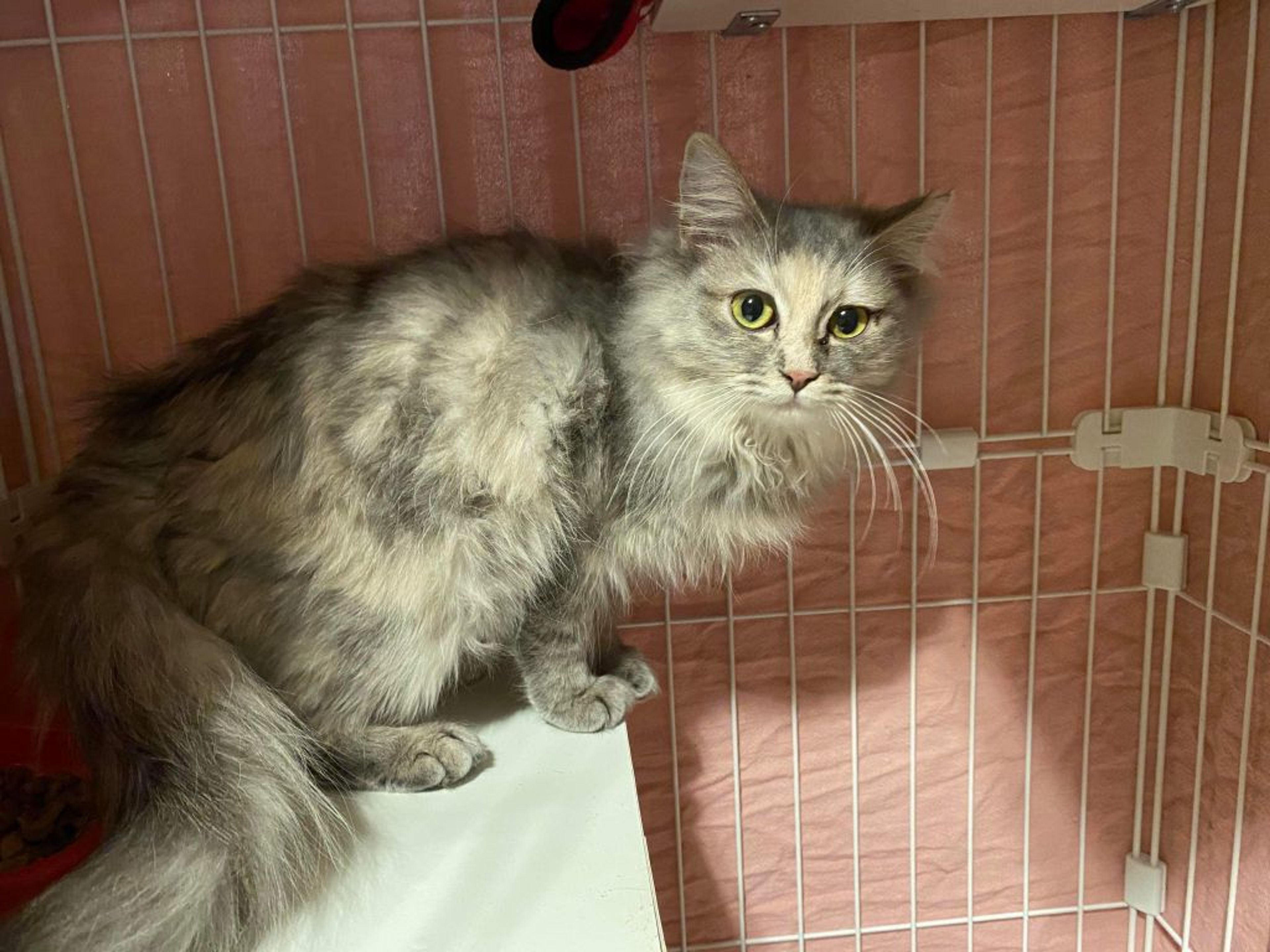 雑種（ミックス猫）・メスの里親募集の写真