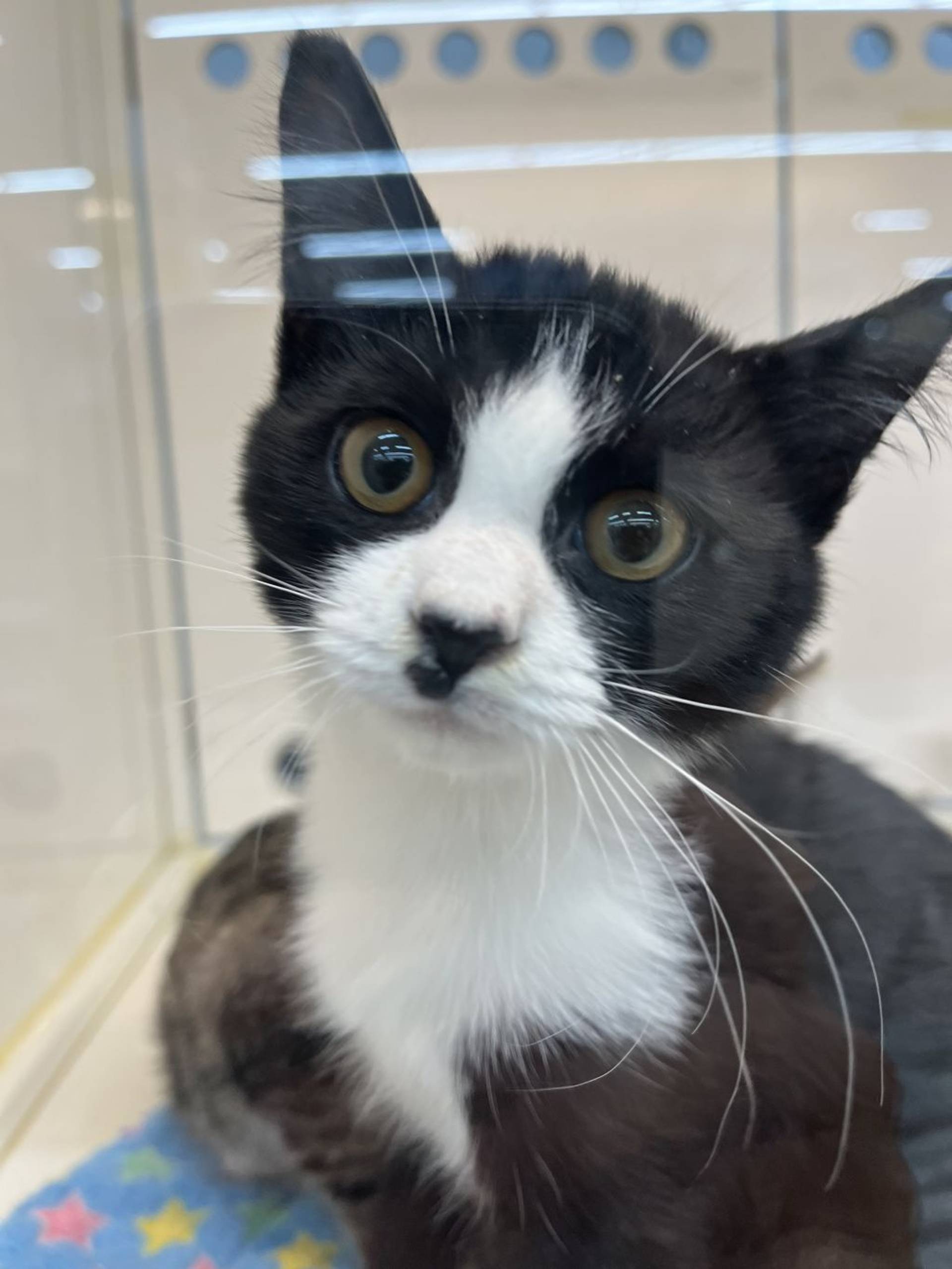 雑種（ミックス猫）・メスの里親募集の写真
