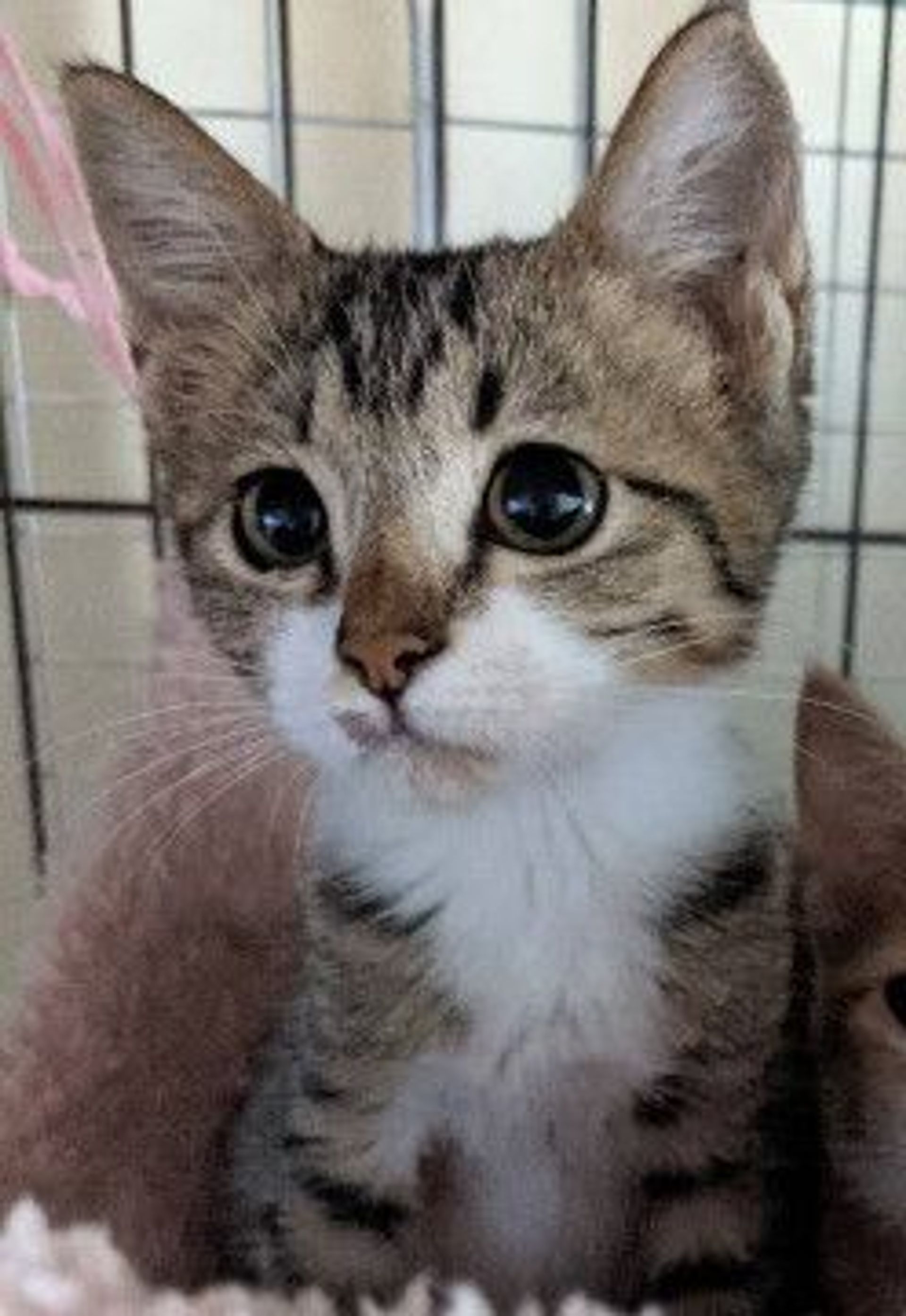 雑種（ミックス猫）・メスの里親募集の写真